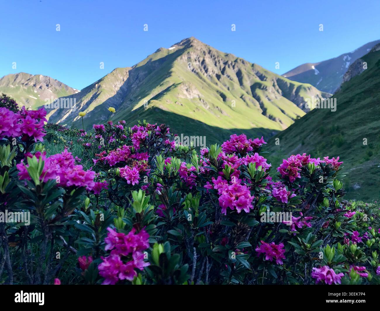 Rose alpine rosa in fiore con panorama montano nelle Alpi svizzere Foto Stock