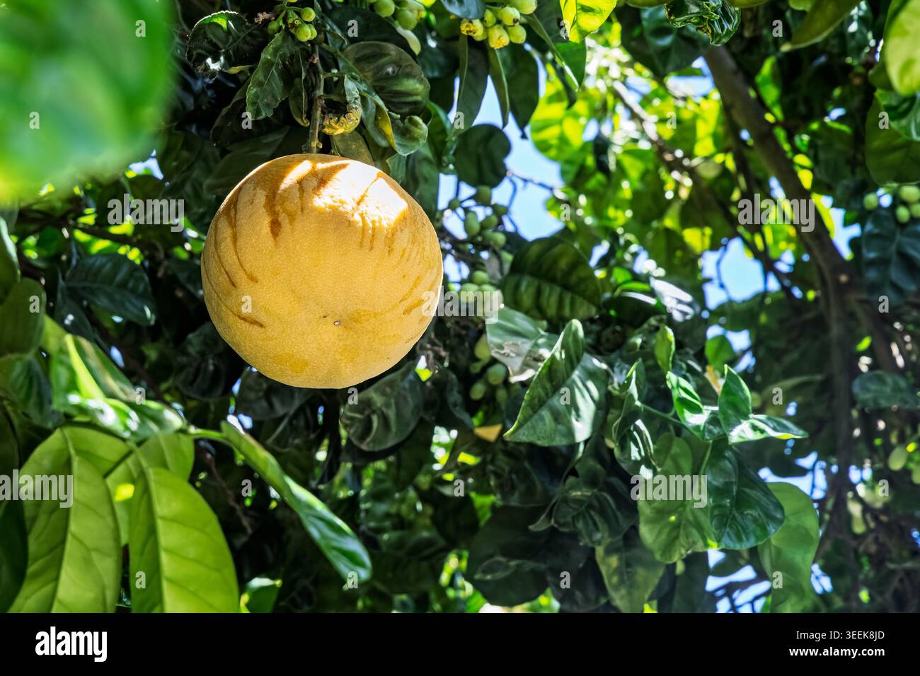 Primo piano di un pompelmo giallo appeso all'albero di Capri, Italia, nell'aprile 2026 Foto Stock