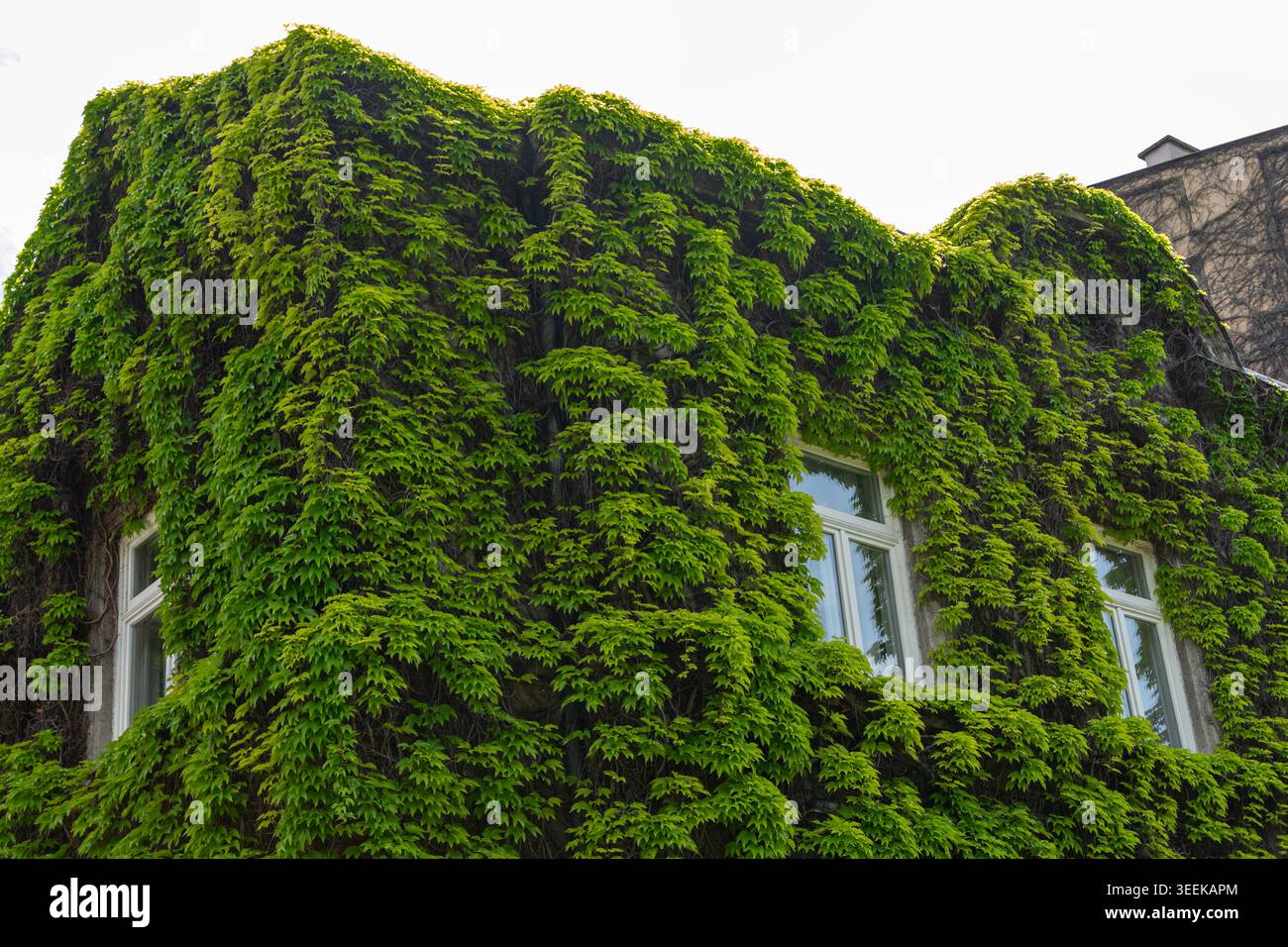 Facciata di una casa residenziale completamente coperta di edera verde a Vienna, Austria Foto Stock