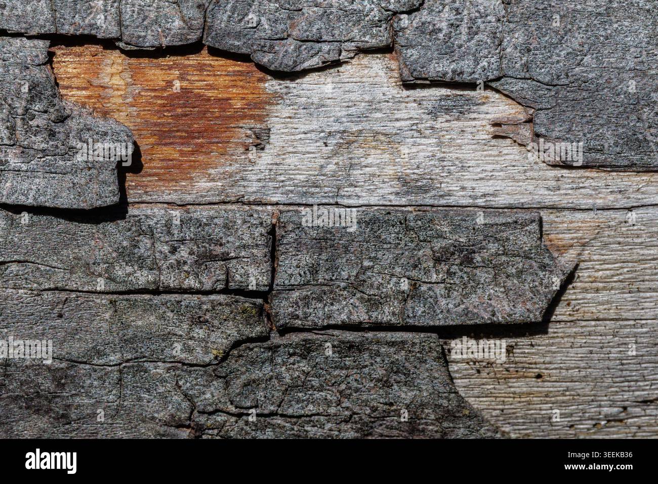 Primo piano della superficie in legno usurata. Fotografia ravvicinata che mostra incrinature su una vecchia superficie di legno intemprata. Immagine ad alta risoluzione che enfatizza la consistenza e le crepe di Foto Stock