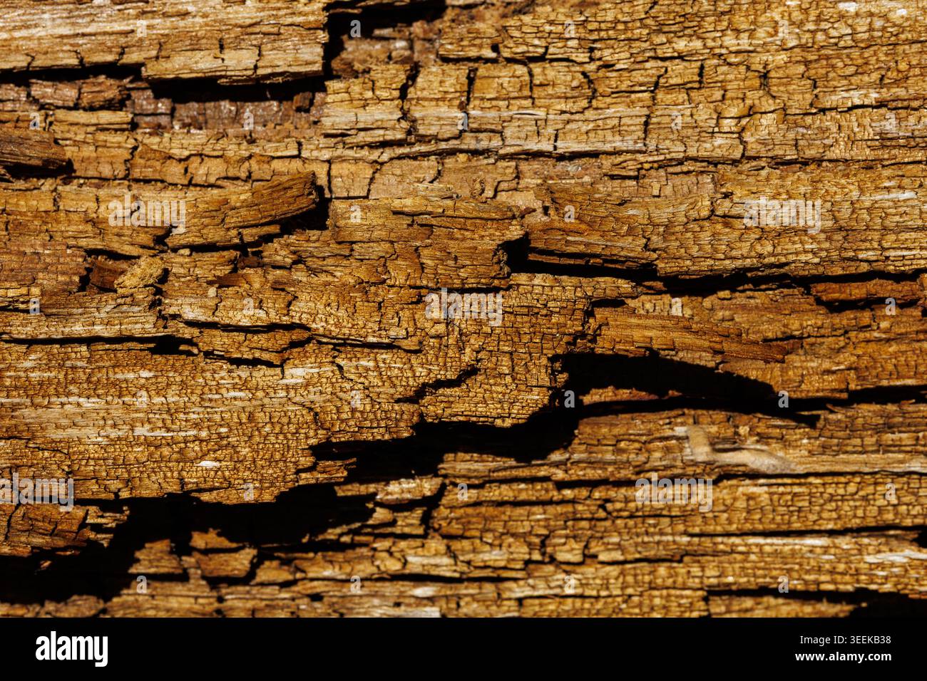 Primo piano della superficie in legno usurata. Fotografia ravvicinata che mostra incrinature su una vecchia superficie di legno intemprata. Immagine ad alta risoluzione che enfatizza la consistenza e le crepe di Foto Stock