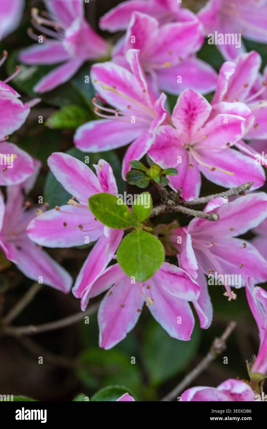 Ravvicinato naturale delle piante in fiore della splendida rosa di Kermesinum del Rhododendron, sotto il soffice sole primaverile. intrigante, intrigante, coinvolgente, avvincente Foto Stock