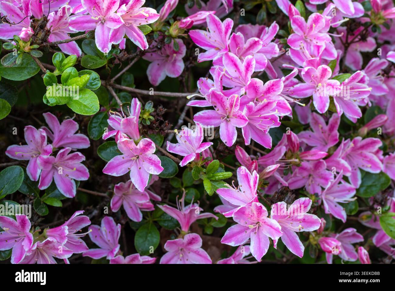 Ravvicinato naturale delle piante in fiore della splendida rosa di Kermesinum del Rhododendron, sotto il soffice sole primaverile. intrigante, intrigante, coinvolgente, avvincente Foto Stock