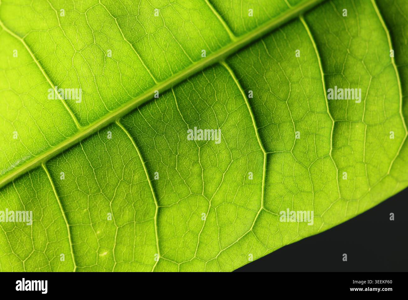 Primo piano di una foglia verde che mostra la venazione dettagliata e la struttura cellulare. L'immagine rivela la rete di diramazione della vena primaria e secondaria Foto Stock