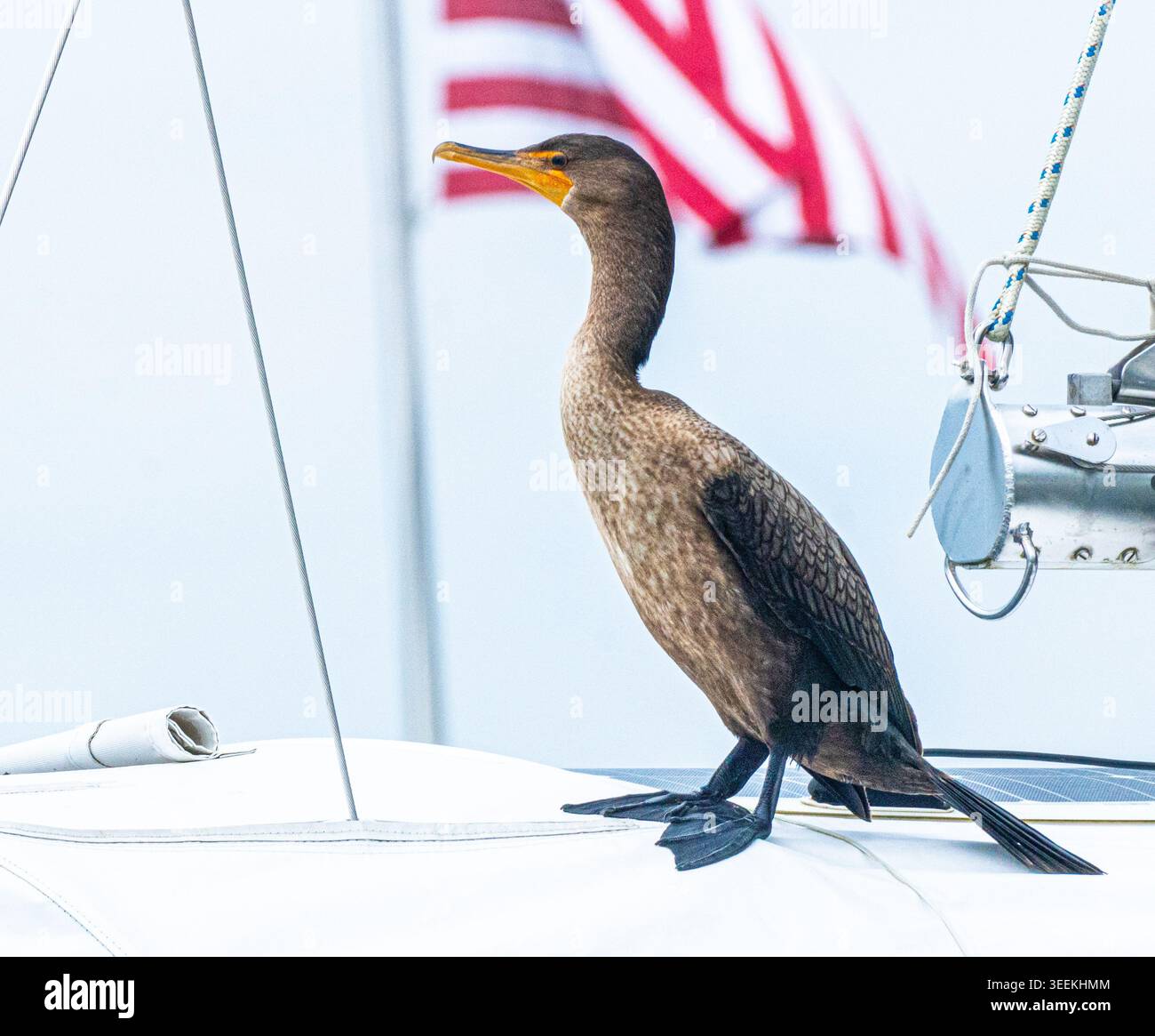 Cormorano che riposa sul ponte della barca a vela al molo di Spa Creek ad Annapolis, Maryland, USA Foto Stock