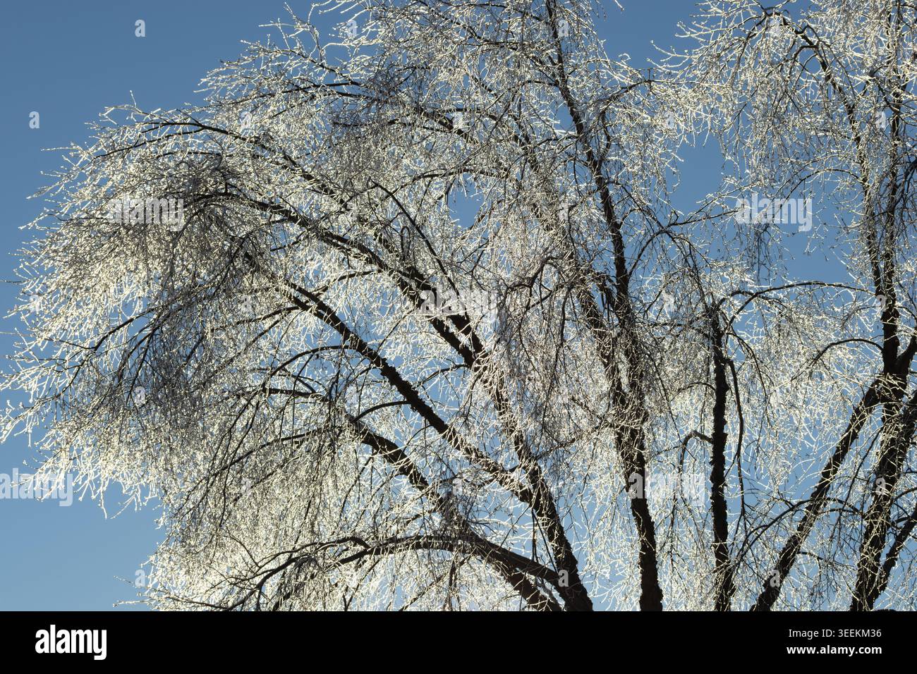 I rami di alberi ricoperti di ghiaccio si illuminano di una fredda luce invernale blu, simboleggiando la resilienza e le condizioni meteorologiche estreme e le tempeste di ghiaccio invernali Foto Stock