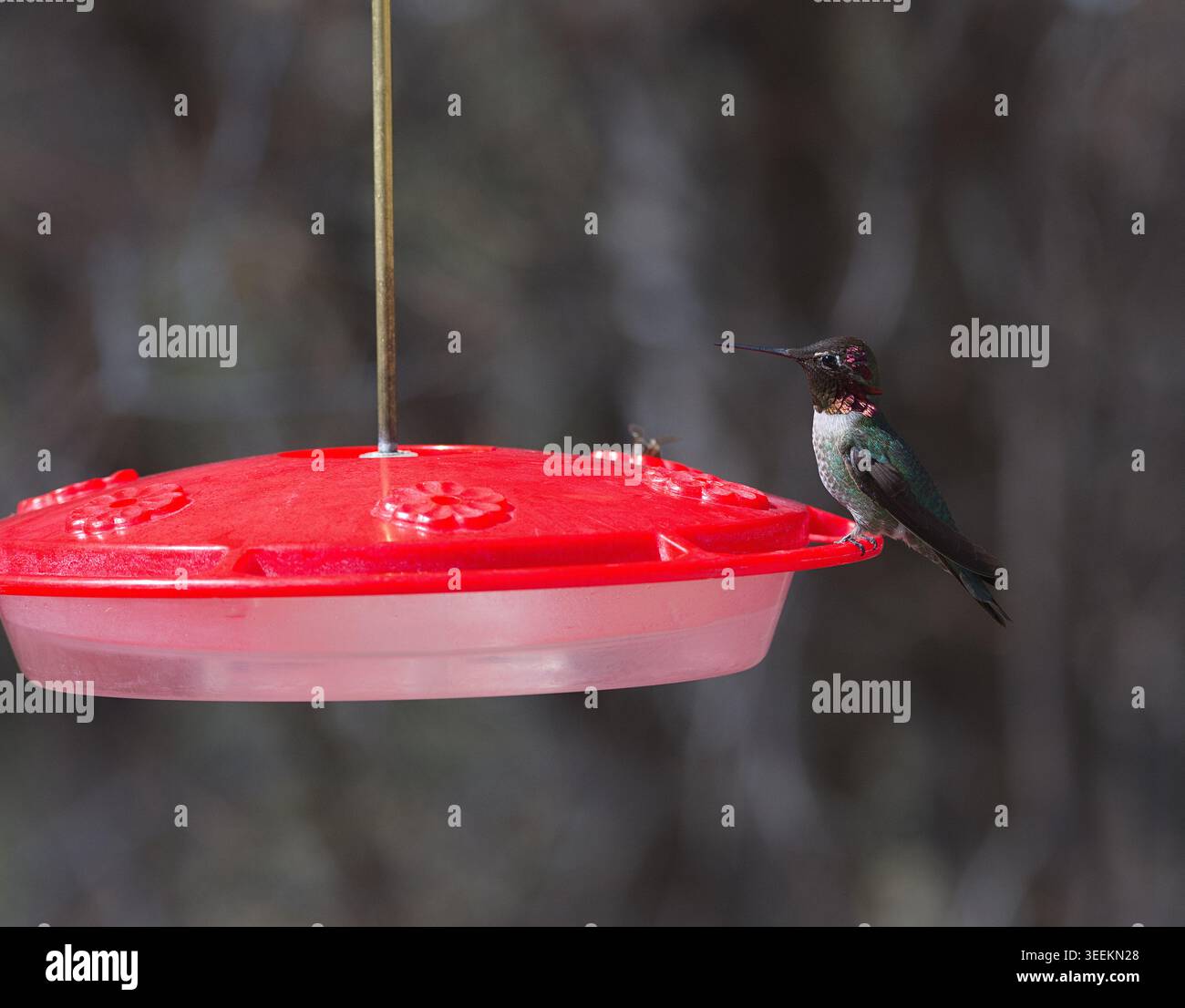 Hummingbird avente uno snack Foto Stock
