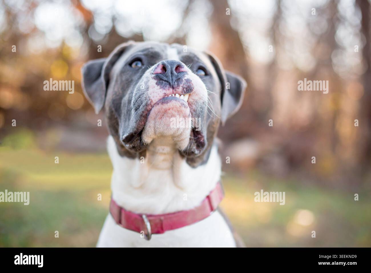 Un cane di razza mista Pit Bull Terrier grigio e bianco con un'espressione buffa e sensuale Foto Stock