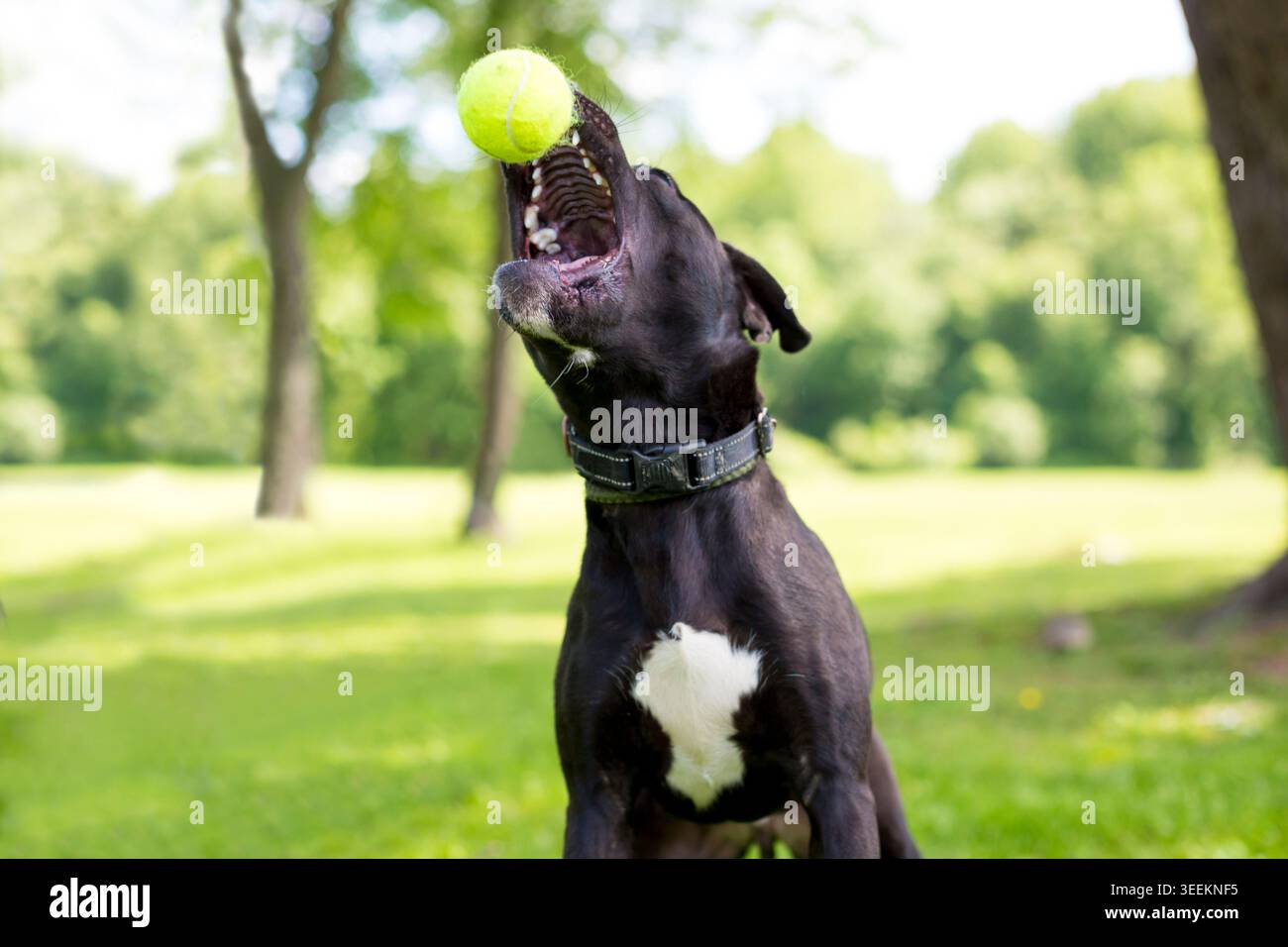 Un cane di razza mista Pit Bull Terrier che salta su per prendere una palla in bocca Foto Stock