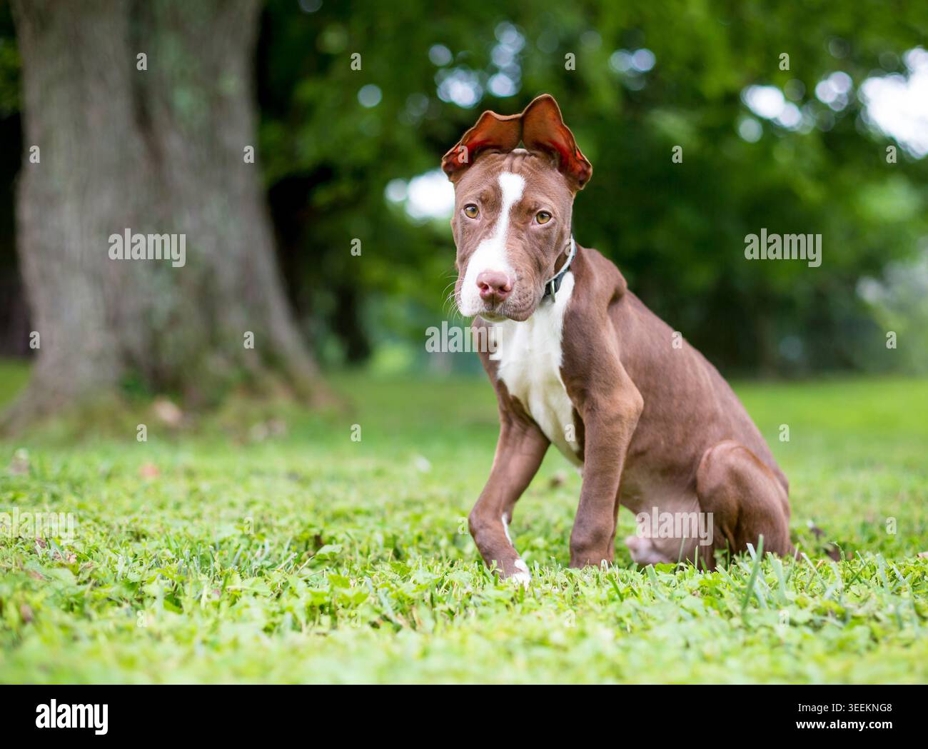 Un cucciolo di razza mista Pit Bull Terrier rosso e bianco con orecchie grandi Foto Stock