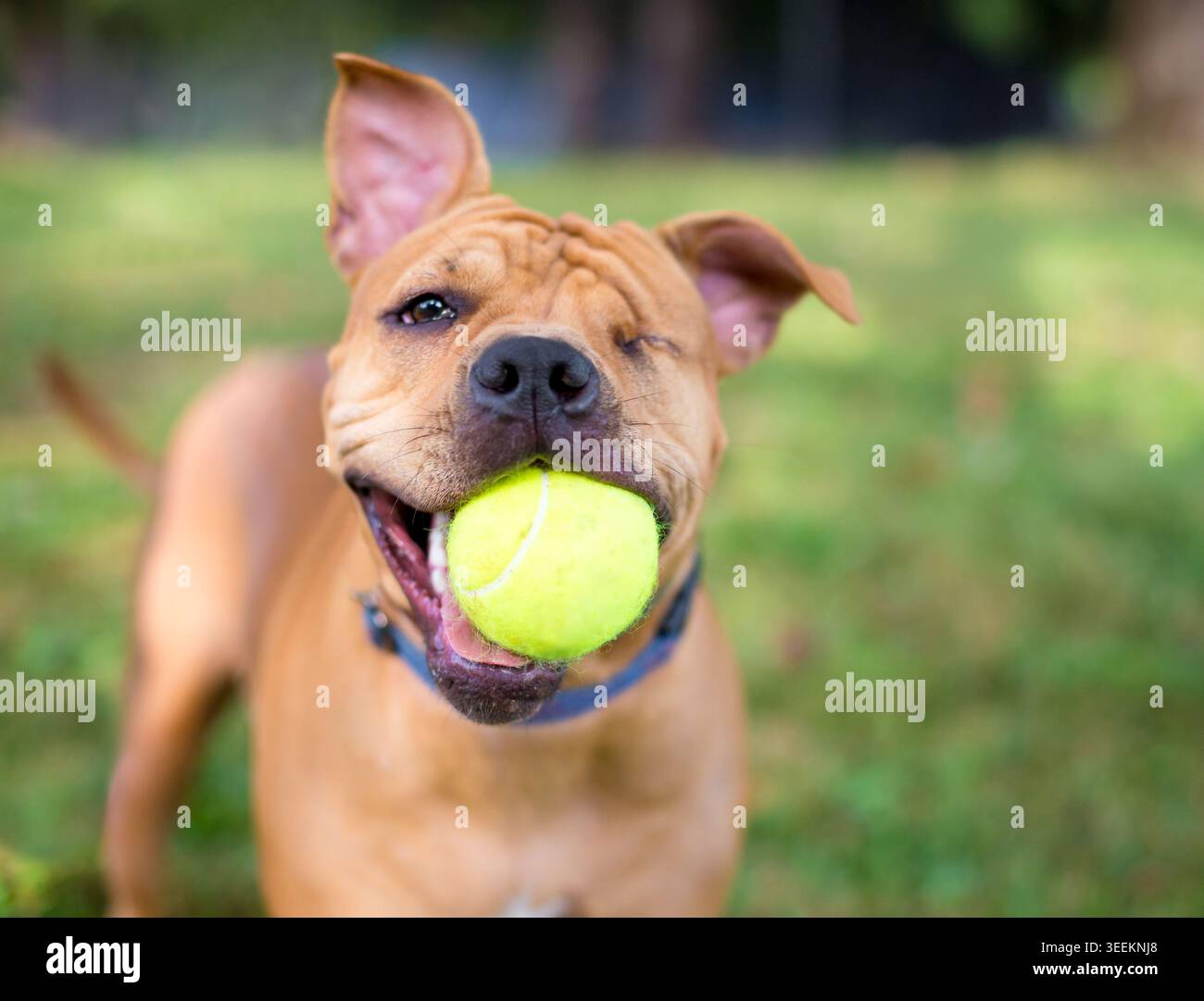 Un cane di razza mista Shar Pei con un occhio che tiene una palla in bocca Foto Stock