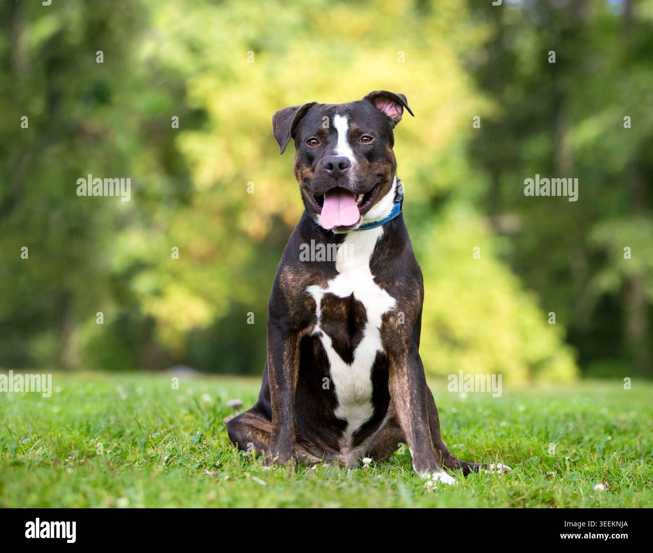 Un cane svizzero di razza mista seduto all'aperto con un'espressione felice Foto Stock