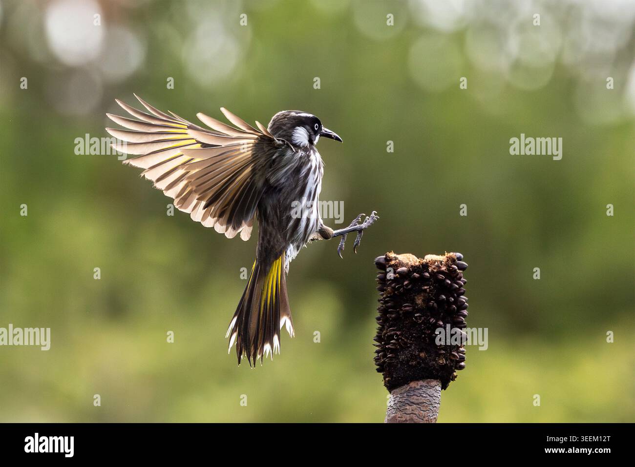 Il New Holland Honeyeater australiano sta per appollaiarsi su un gambo d'erba Foto Stock