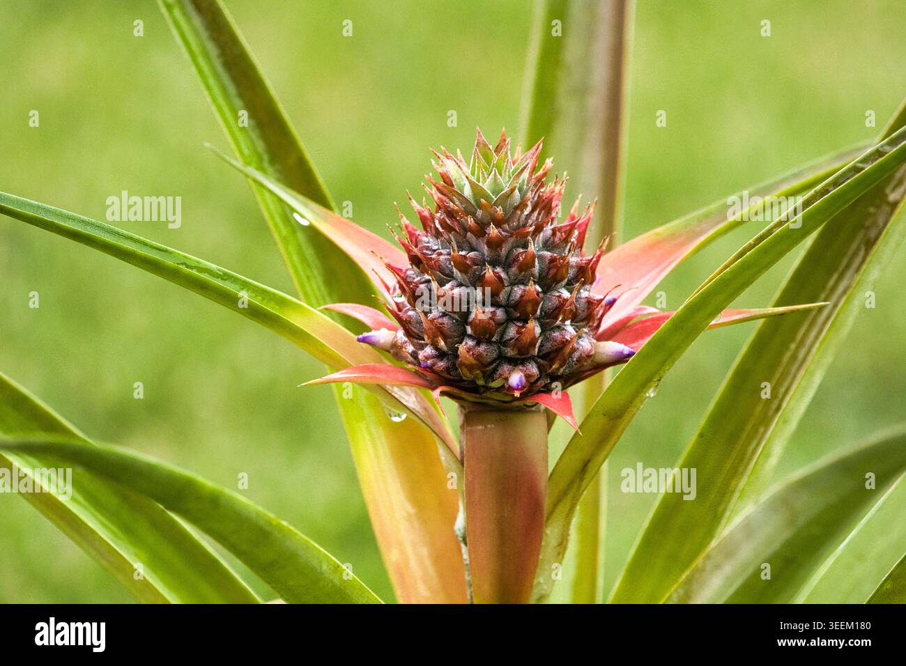 Bellezza astratta di una recente fioritura di ananas. Foto Stock