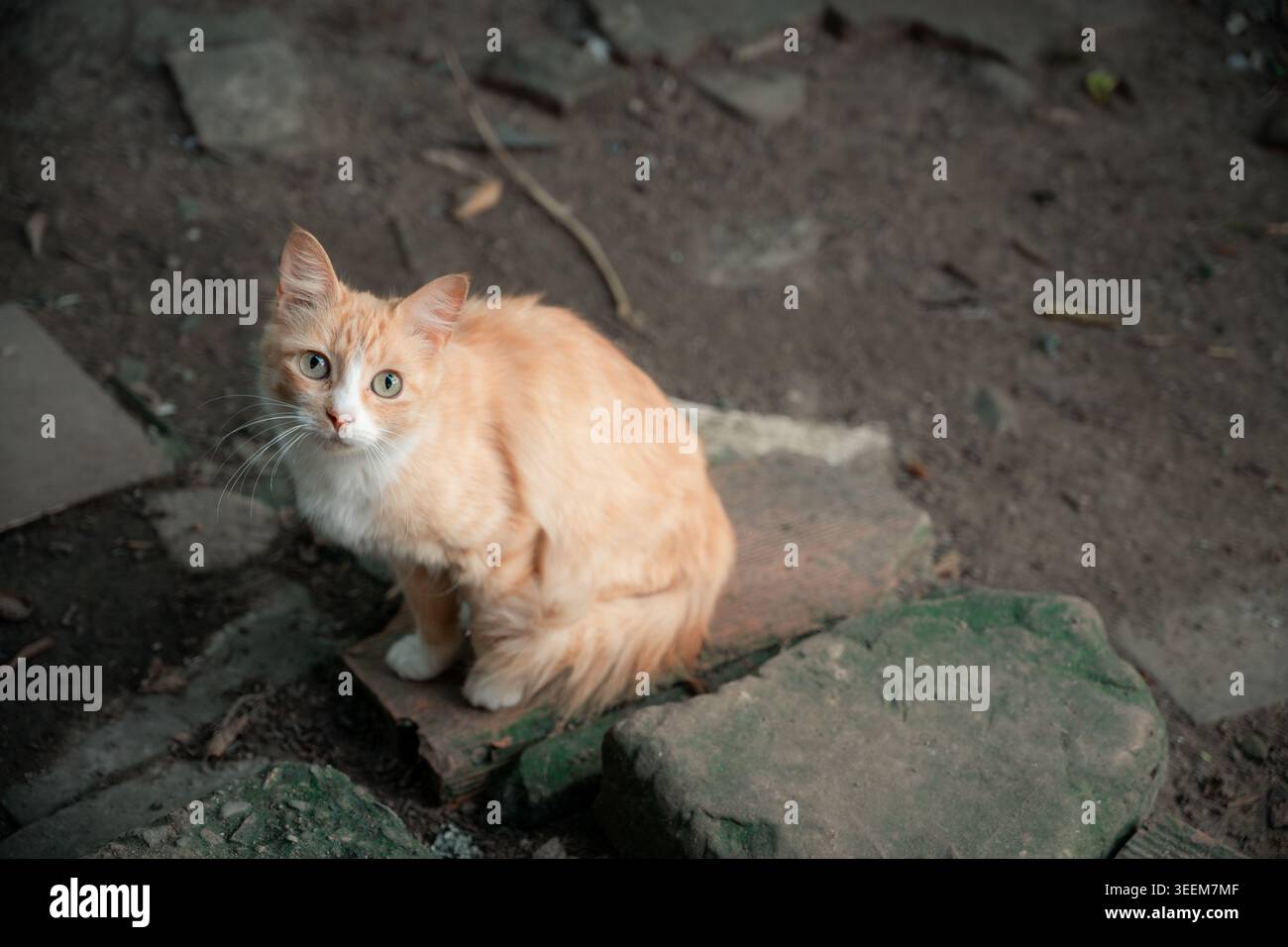 Tabby arancione con petto bianco e zampe sedute sullo sporco roccioso all'aperto, occhi verdi fissati sulla fotocamera con una curiosa espressione di allarme che suggerisce una vulnerabilità Foto Stock