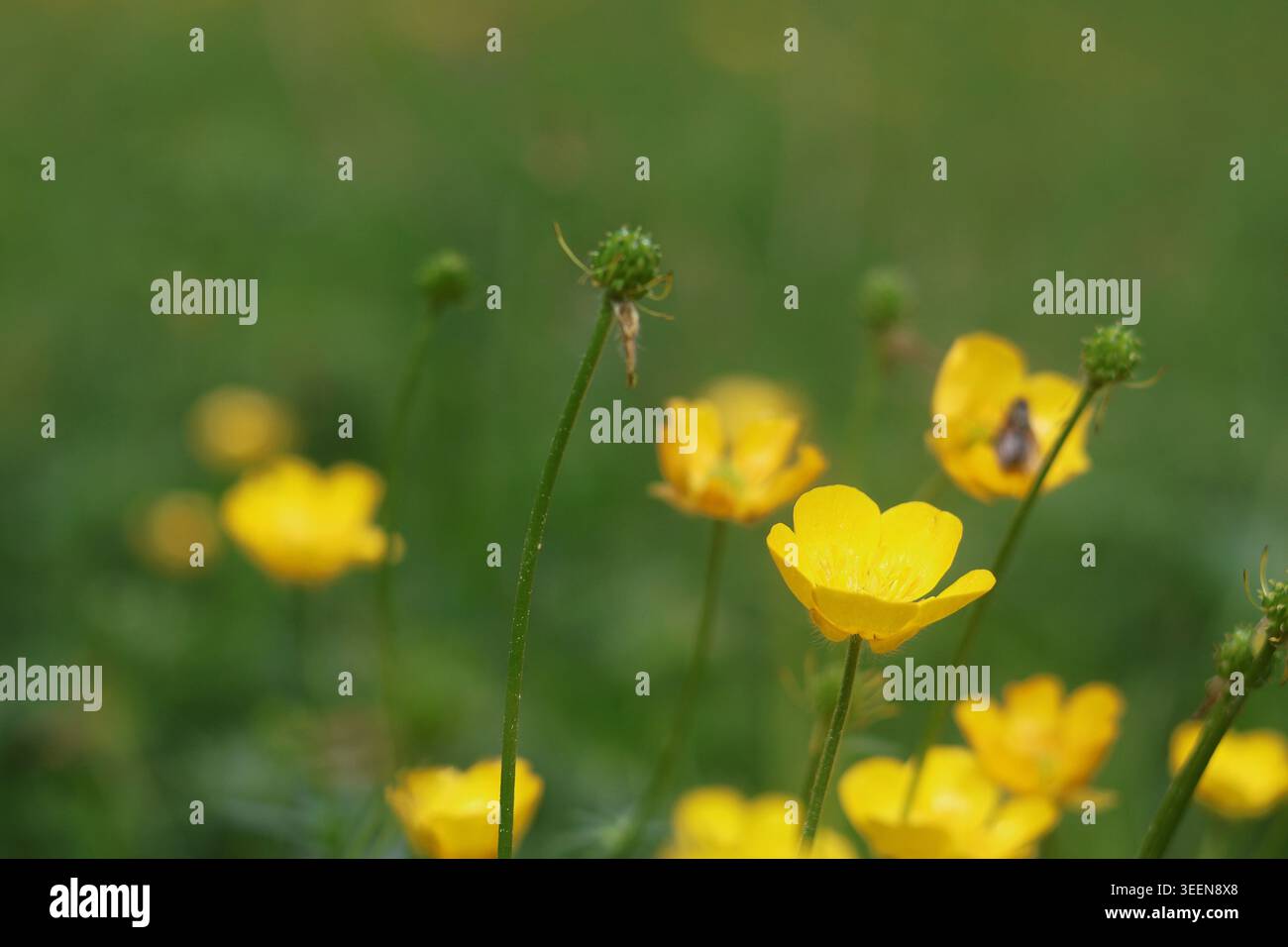 Primo piano di tazze gialle in un prato verde Foto Stock