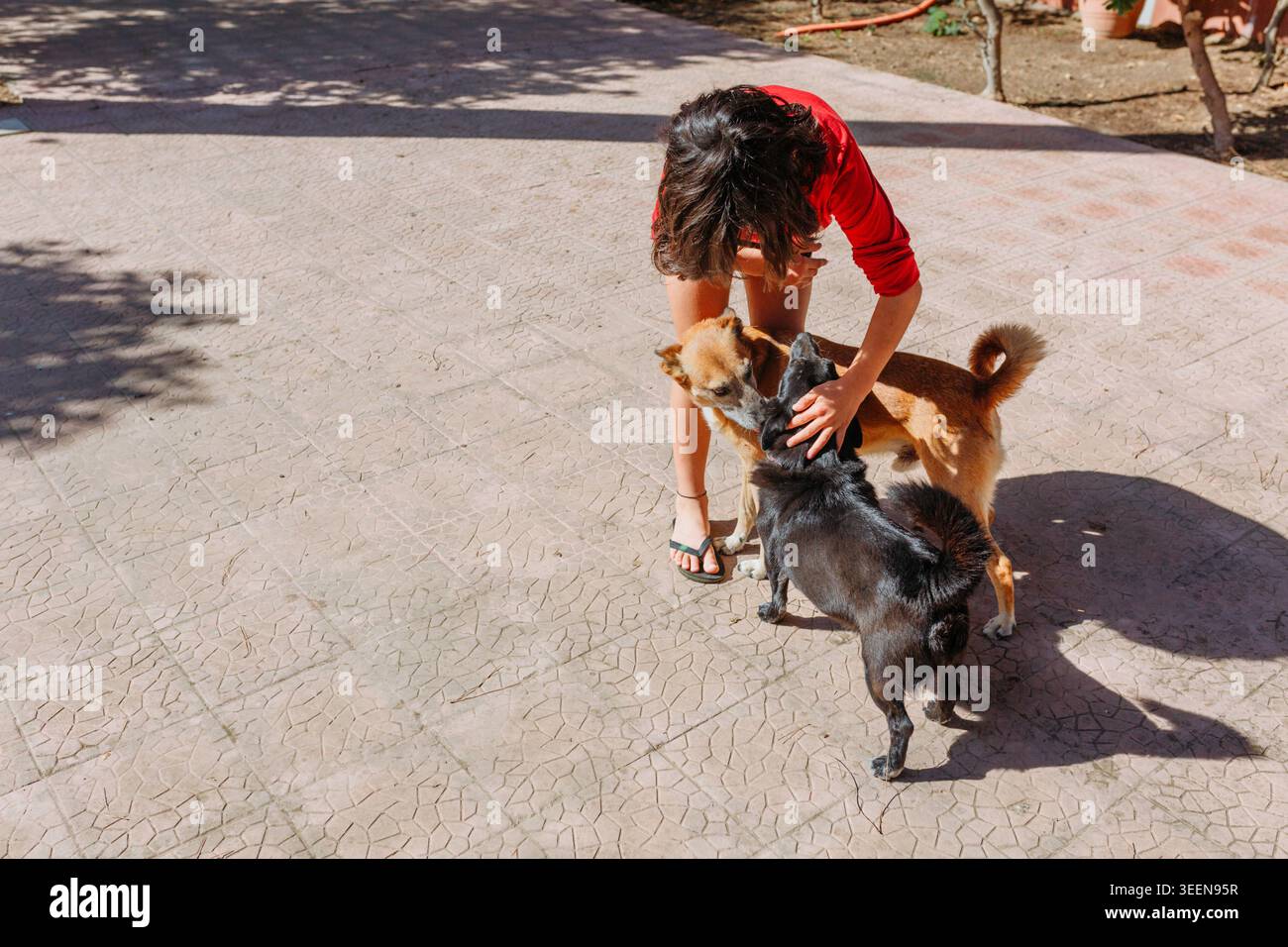 Un bambino in piedi che gioca con due cani all'aperto nel Sunny Courtyard Foto Stock