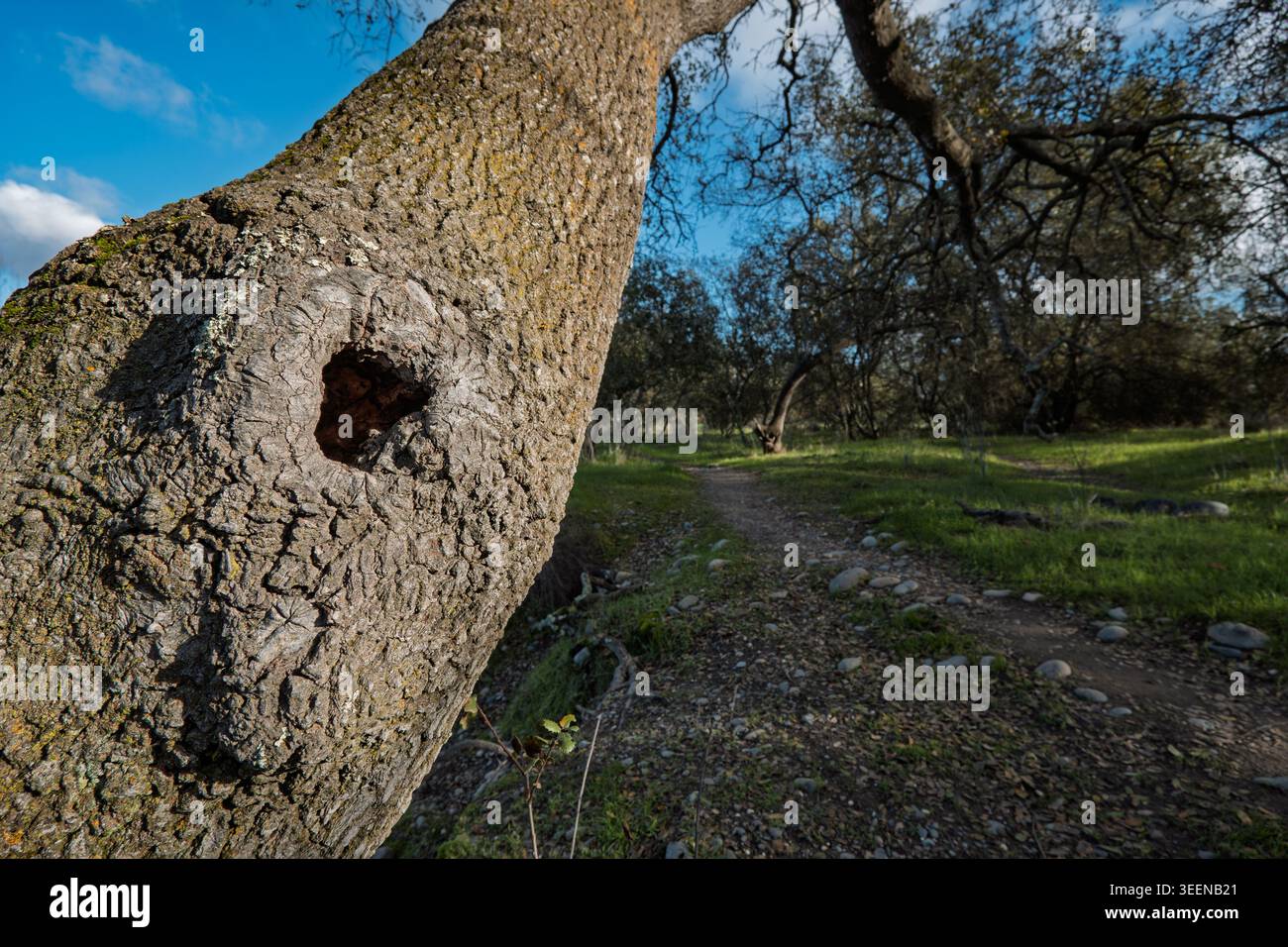 Tronco di quercia con un nodo cavo prominente Foto Stock