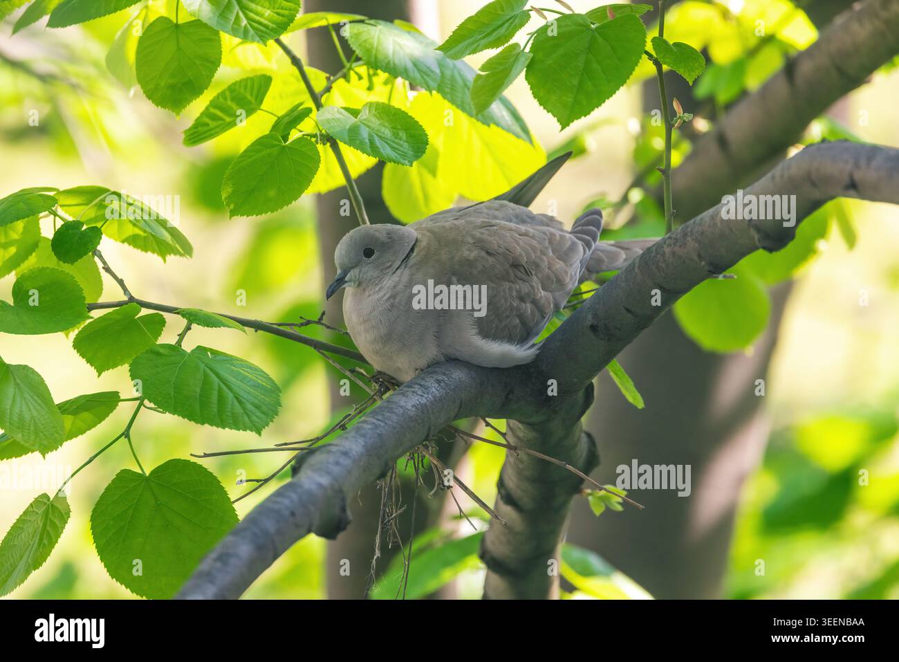 Colomba con colletto eurasiatico nel nido sul ramo dell'albero prenditi cura delle uova di uccello. Vita materna. Foto Stock