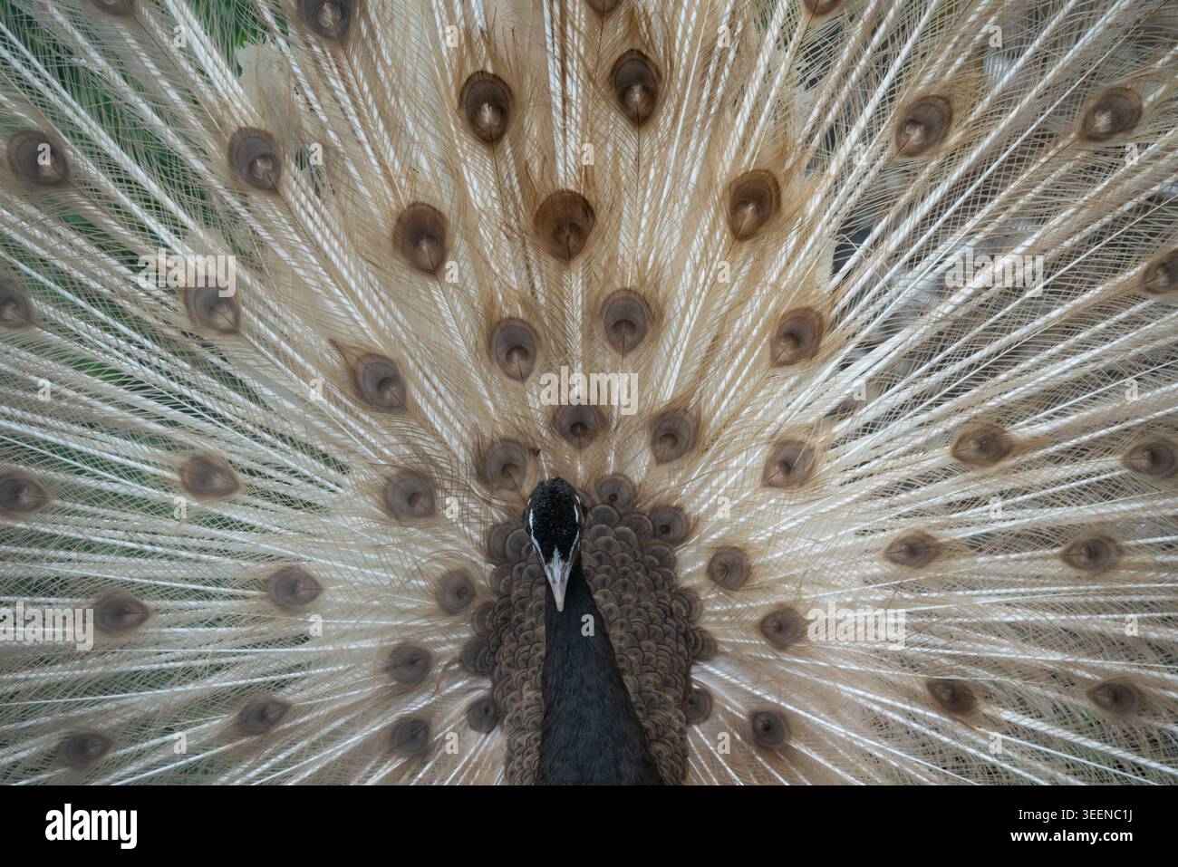 Pavo Cristatus di cavallino indiano con display a coda completa, vista posteriore simmetrica, prigioniero, Regno Unito Foto Stock