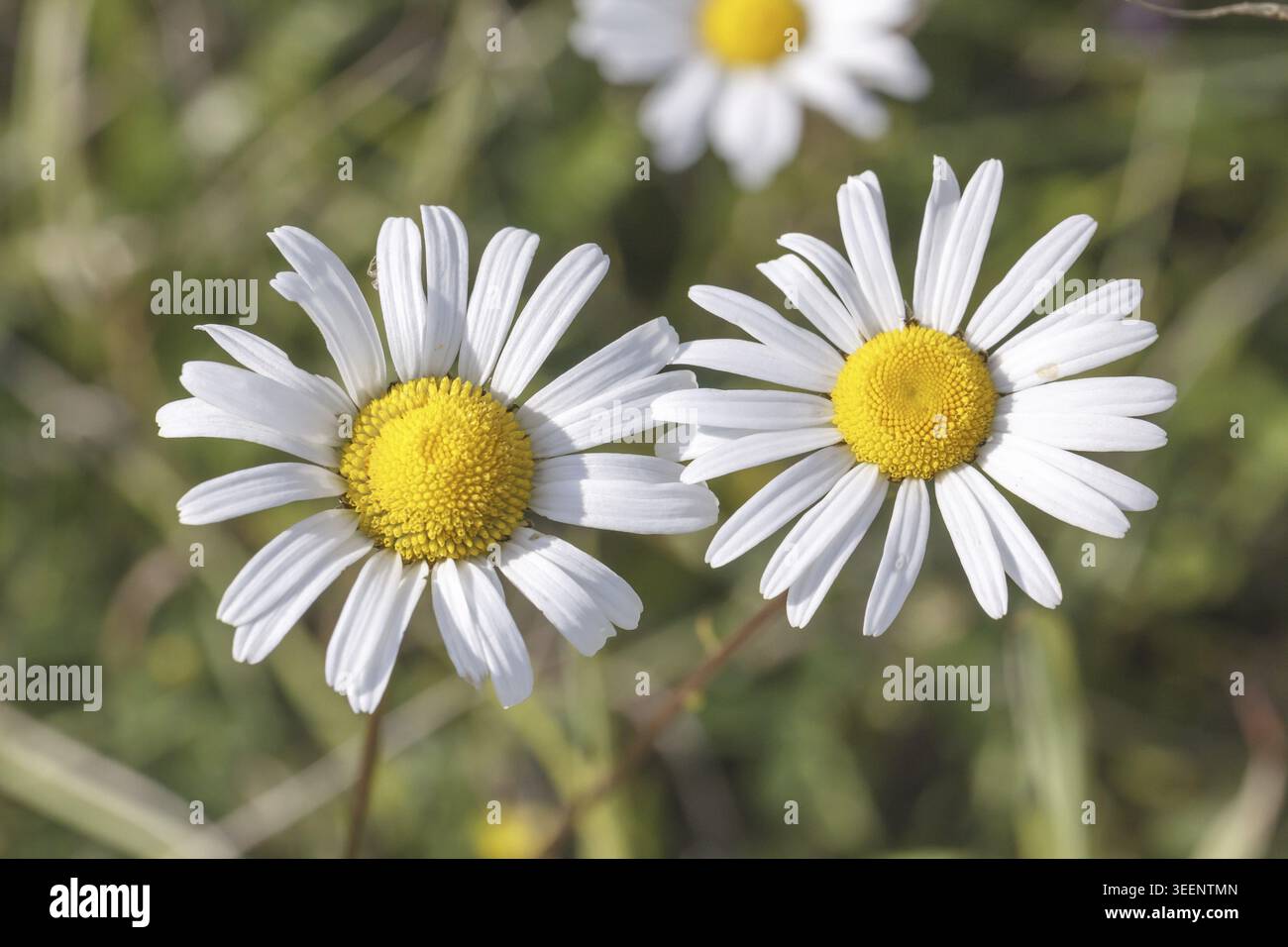 Leucanthemum vulgare, Magerwiesen-Margerite, Wiesen-Margerite, Wiesen-Wucherblume, Margerite - Leucanthemum vulgare, noto come la margherita dell'occhio Ox, Oxeye Foto Stock
