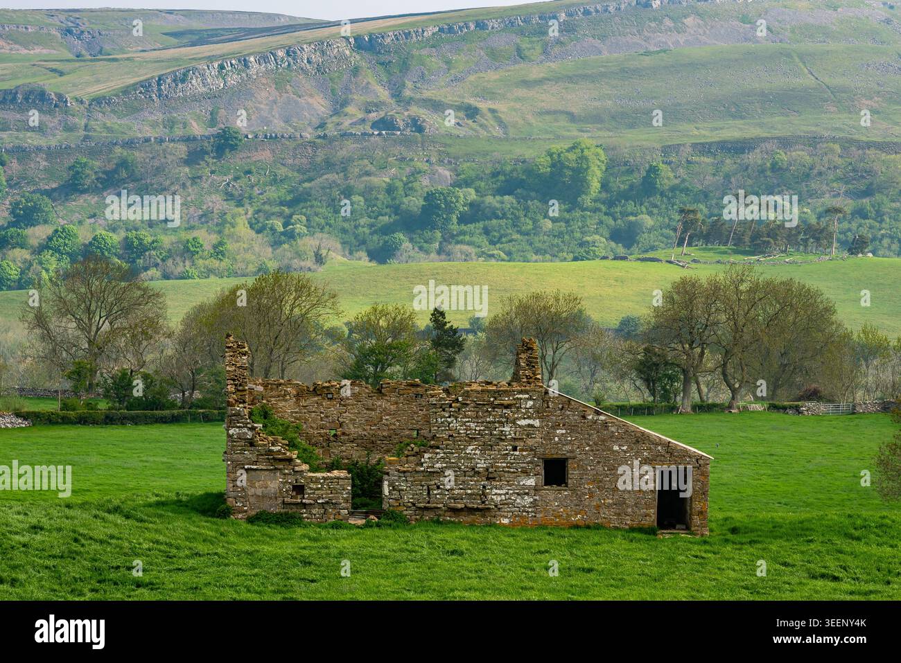 Fienile di pietra in rovina in lussureggianti campi verdi con scarpata di calcare oltre a Wensleydale Foto Stock