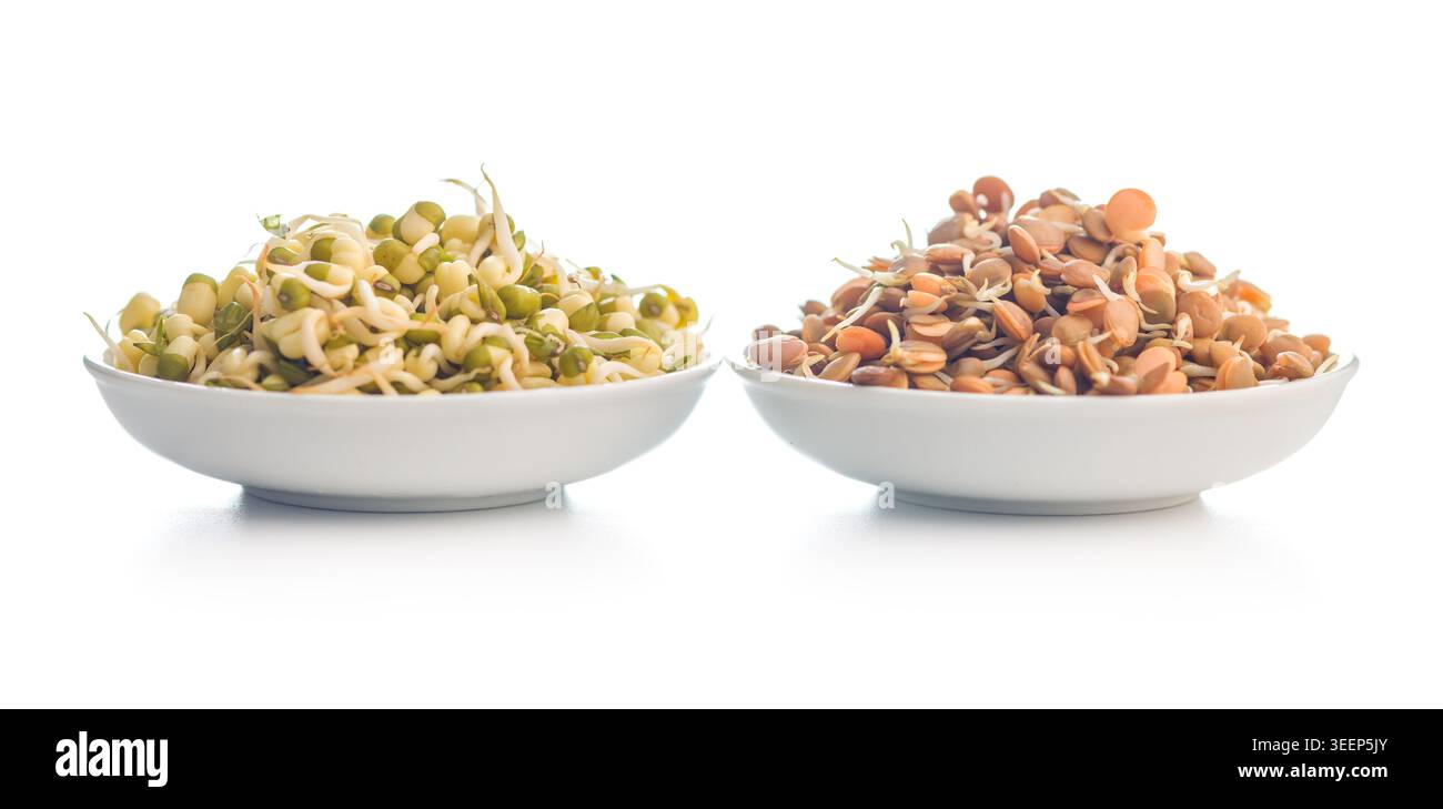 Germogli di fagiolo e lenticchie marroni impilati in ciotole bianche su uno sfondo bianco pulito, sottolineando ingredienti freschi e croccanti a base vegetale, ideali per la sala Foto Stock