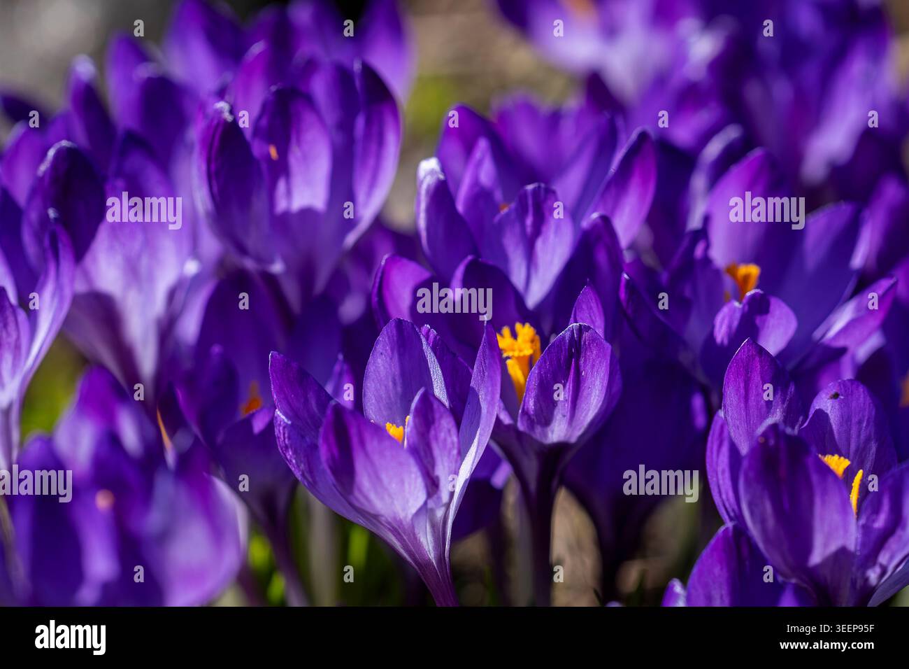 Primo piano di vivaci fiori di cocco viola che fioriscono alla luce del sole primaverile, con ricchi petali viola, stami dorati e morbido bokeh naturale. Foto Stock