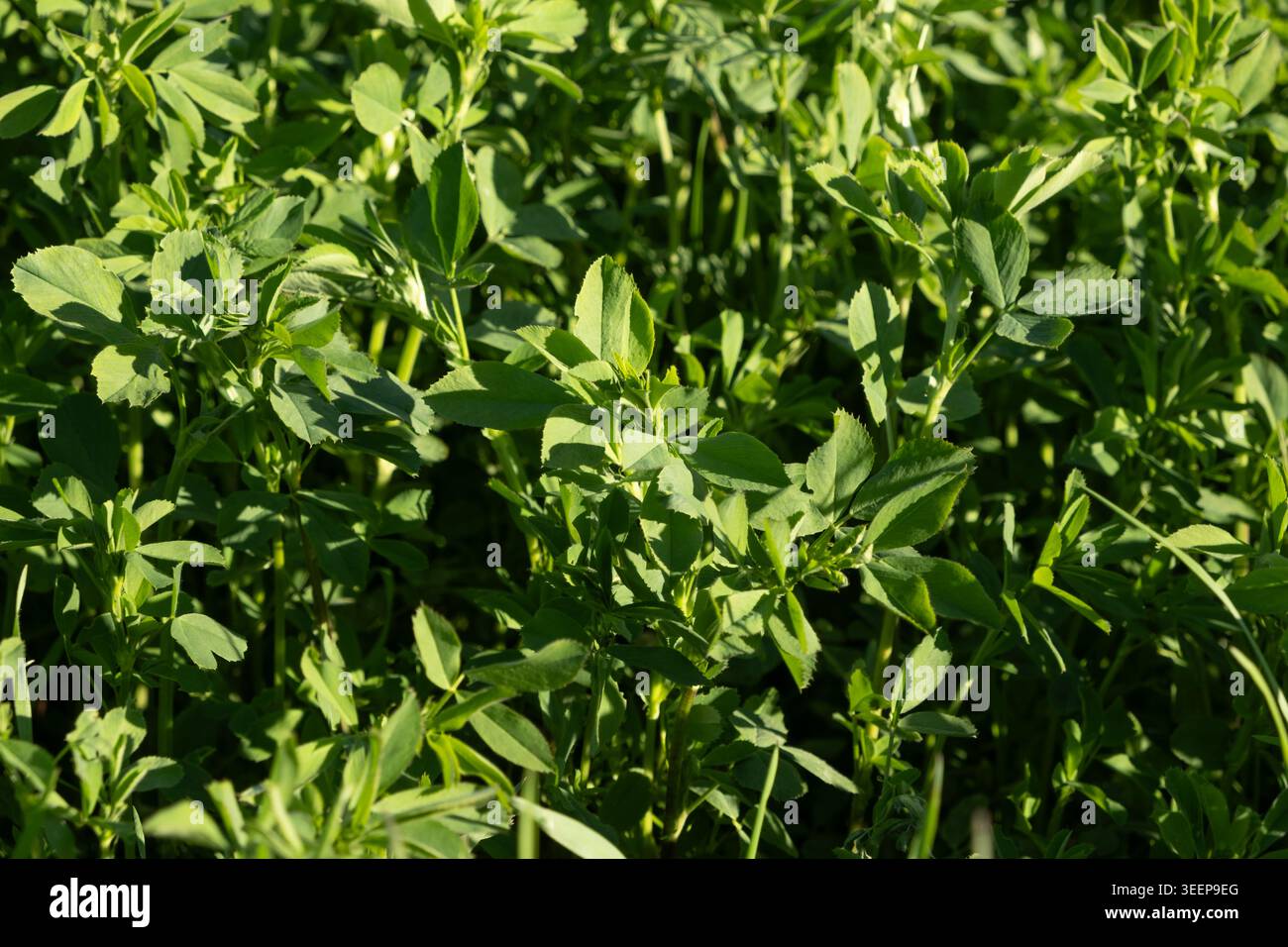 Lush Green Alfalfa Field cresce sotto la luce solare intensa. Foto Stock