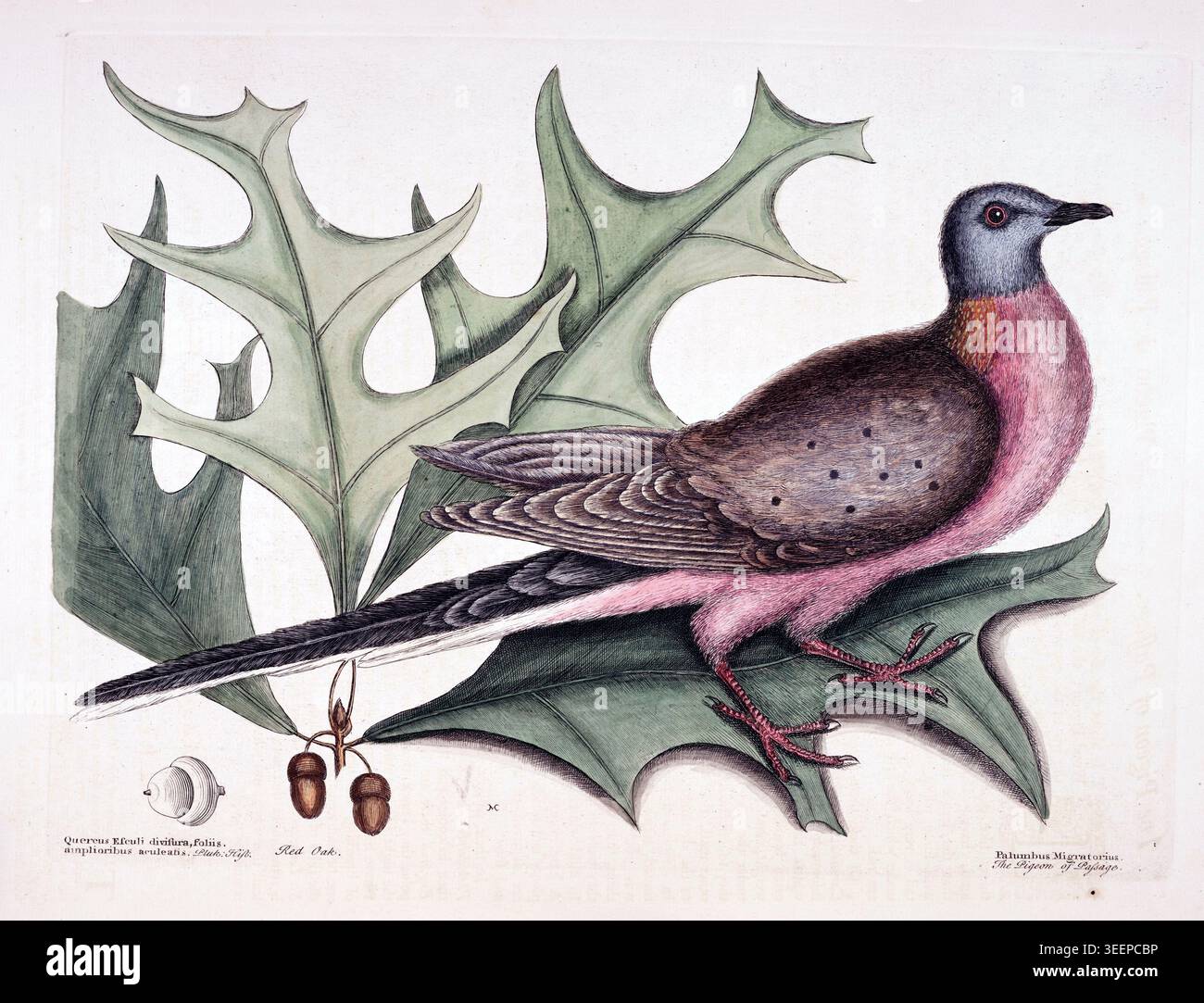Illustrazione del piccione passeggero di Mark Catesby del 1731 che mostra l'uccello nordamericano estinto Foto Stock
