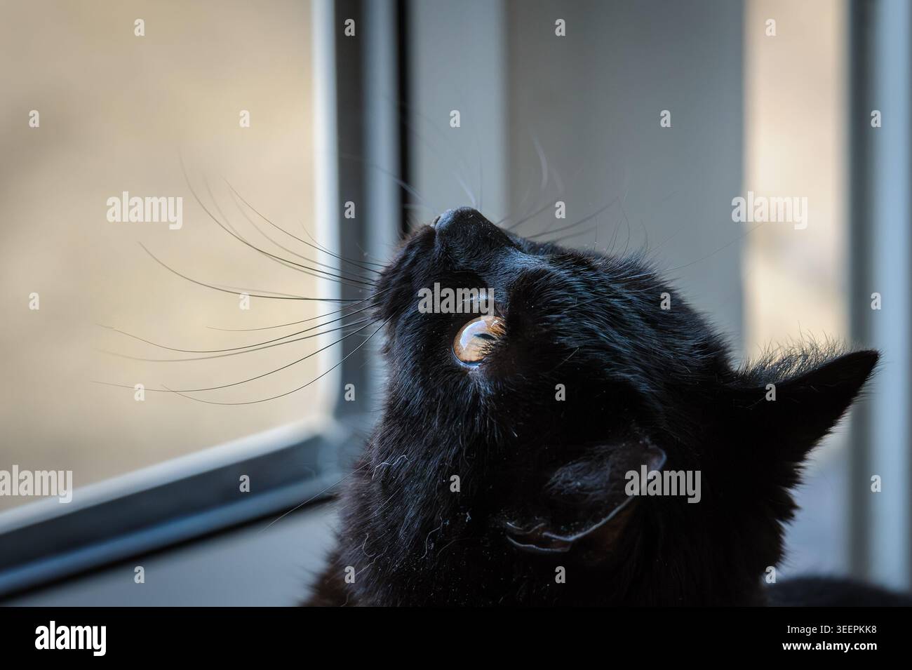 Gatto nero che guarda attraverso una finestra con luce naturale soffusa, ritratto ravvicinato con occhi dorati e ombre spettacolari. Foto Stock