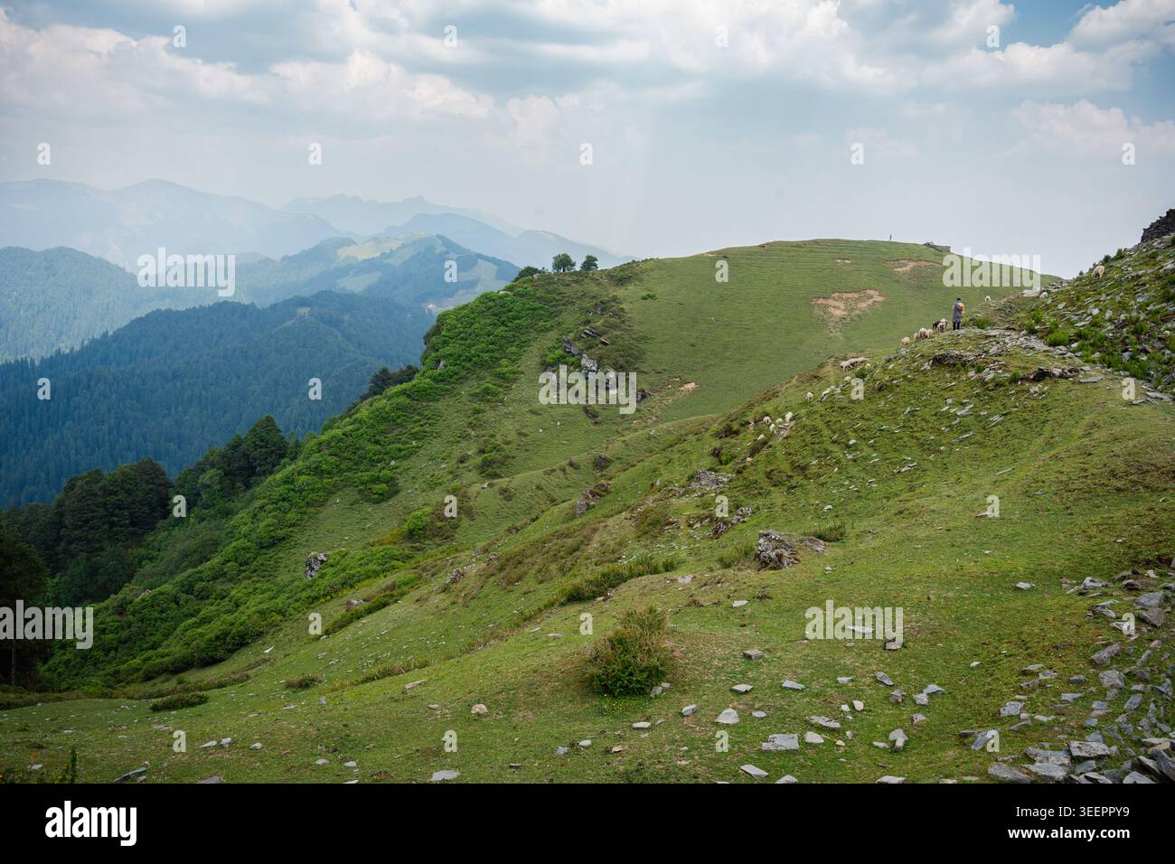 Colline erbose ondulate e creste forestali a Raghupur Fort, Sojha, Manali, Himachal Pradesh, India. Foto Stock