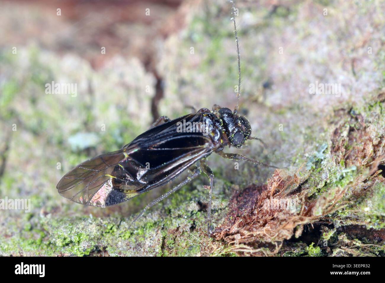 Hyalopsocus morio, specie di Barklice comune. Insetto trovato sui tronchi di alberi decidui e arbusti. Foto Stock