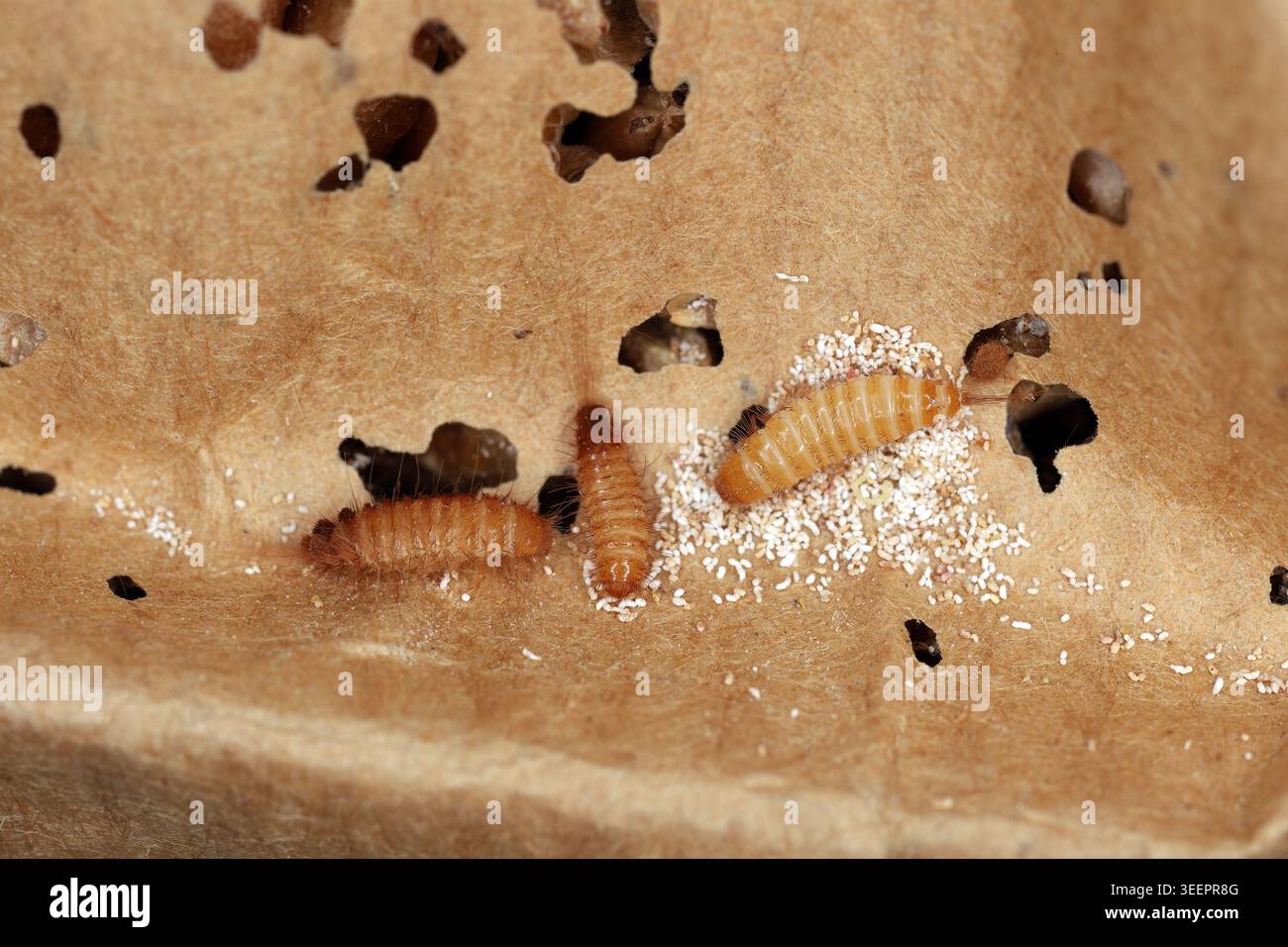 Larve di Trogoderma angustum su un sacchetto di carta danneggiato che era stato utilizzato per conservare i semi di grano. Foto Stock
