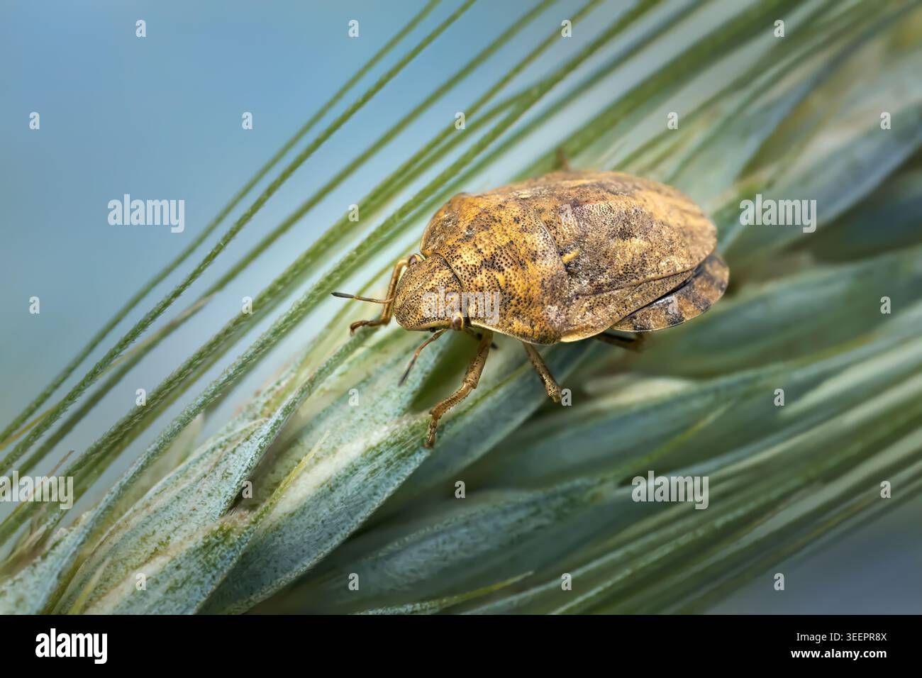 Tartaruga (Eurygaster maura) su un orecchio di segale Foto Stock