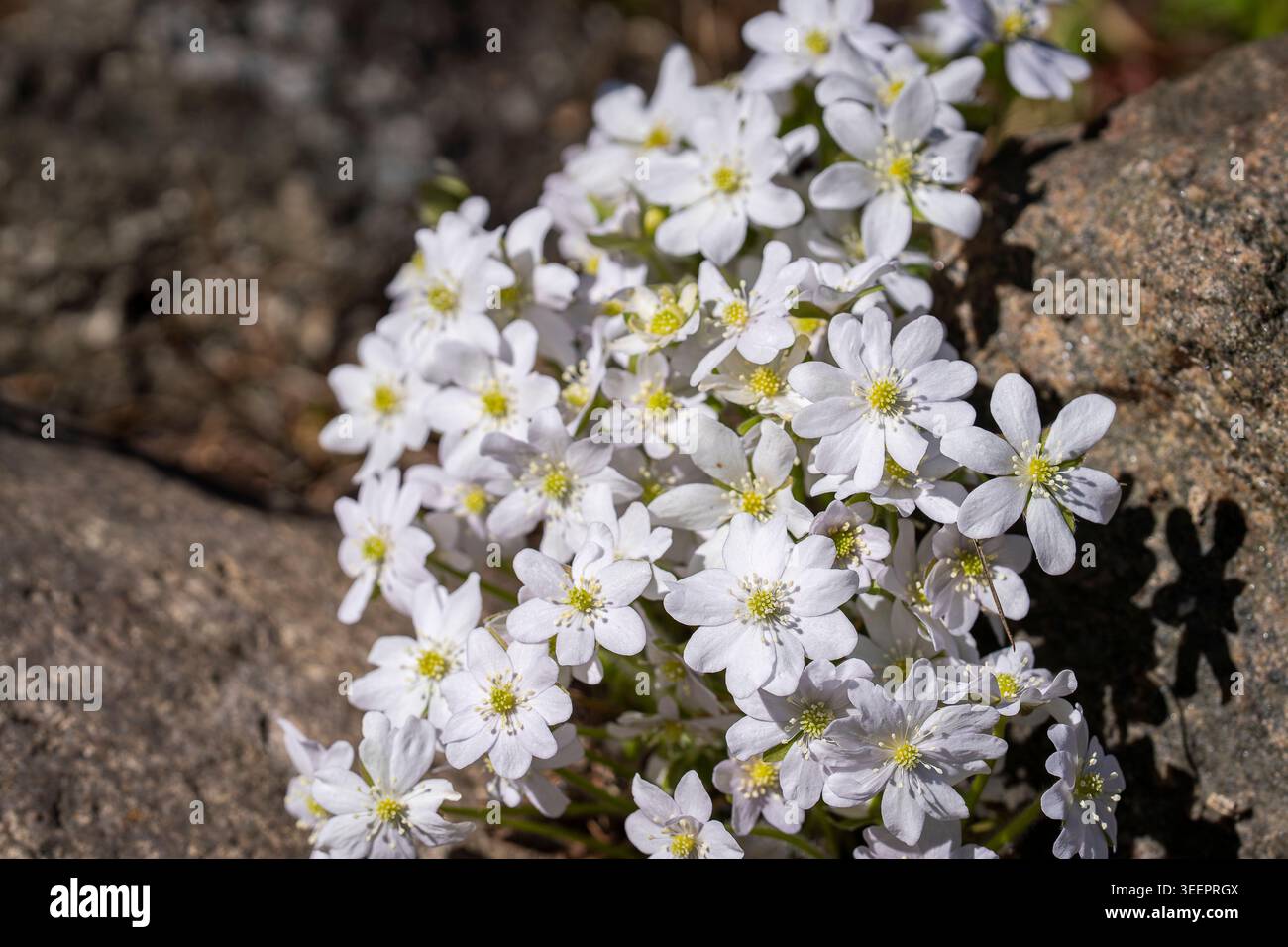 Primo piano di fiori selvatici bianchi (Hepatica nobilis) che fioriscono tra le rocce illuminate dal sole all'inizio della primavera, mostrando delicati petali e centri gialli. Foto Stock