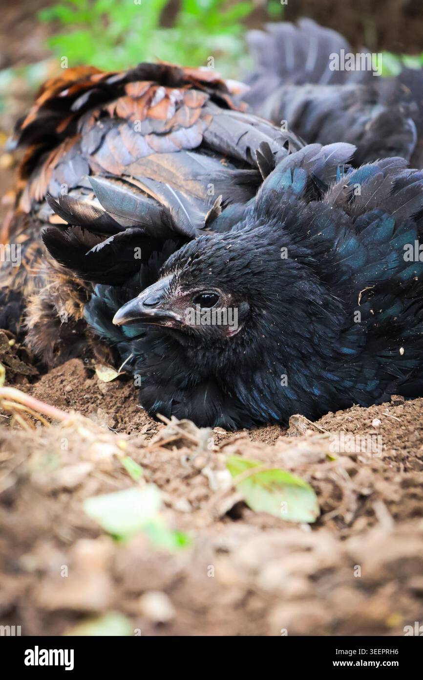 Agricoltura sostenibile: Allevamento sano di pollo nel cortile. Un colpo schietto, ad angolo alto, di polli domestici in un ambiente rurale. Foto Stock