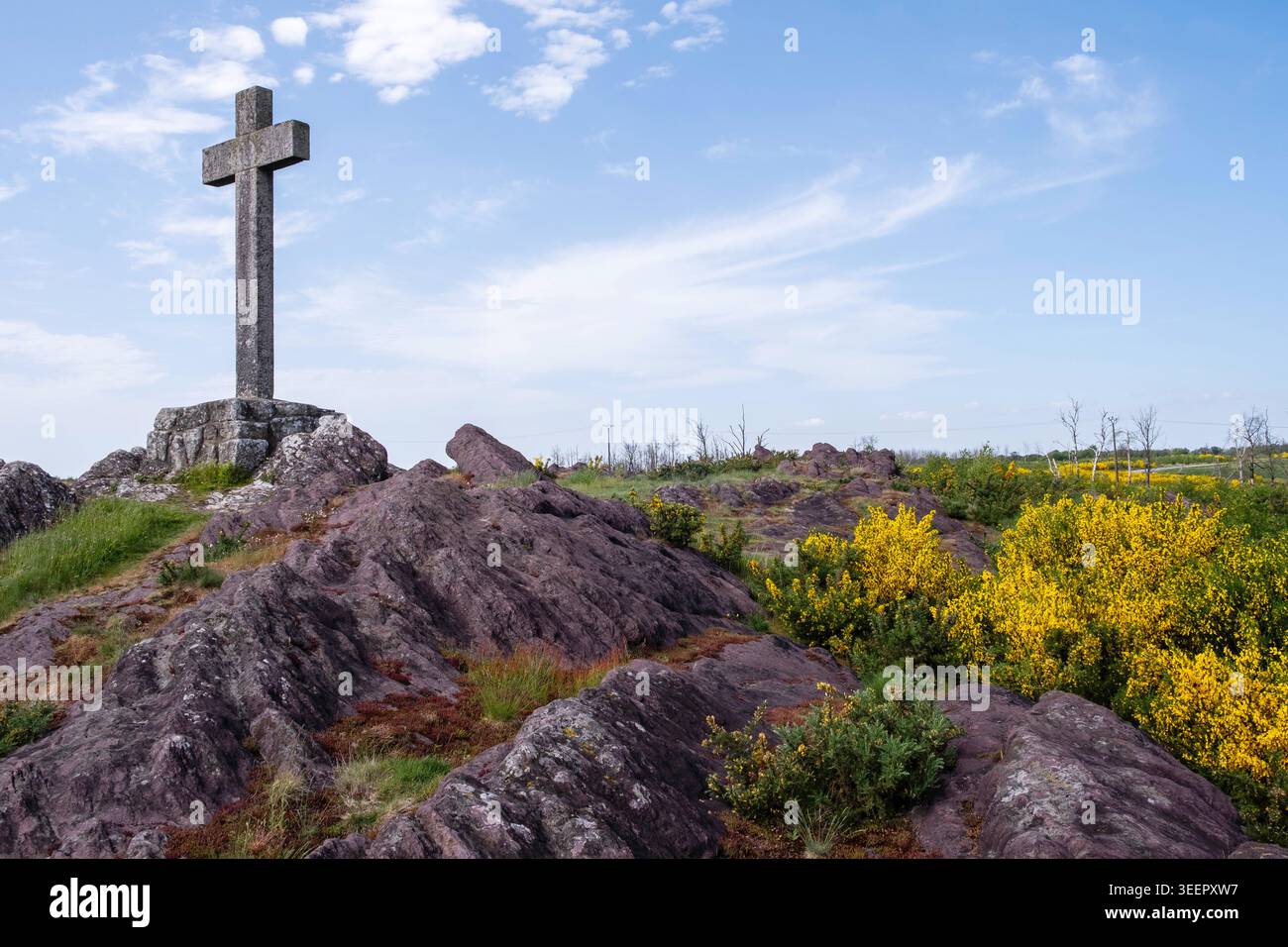 Foresta di Brocéliande, Campénéac (Bretagna, Francia nord-occidentale): Il sito di la Croix de la Ville-Aubert, con la natura in ripresa dopo il 2022 abete selvatico Foto Stock