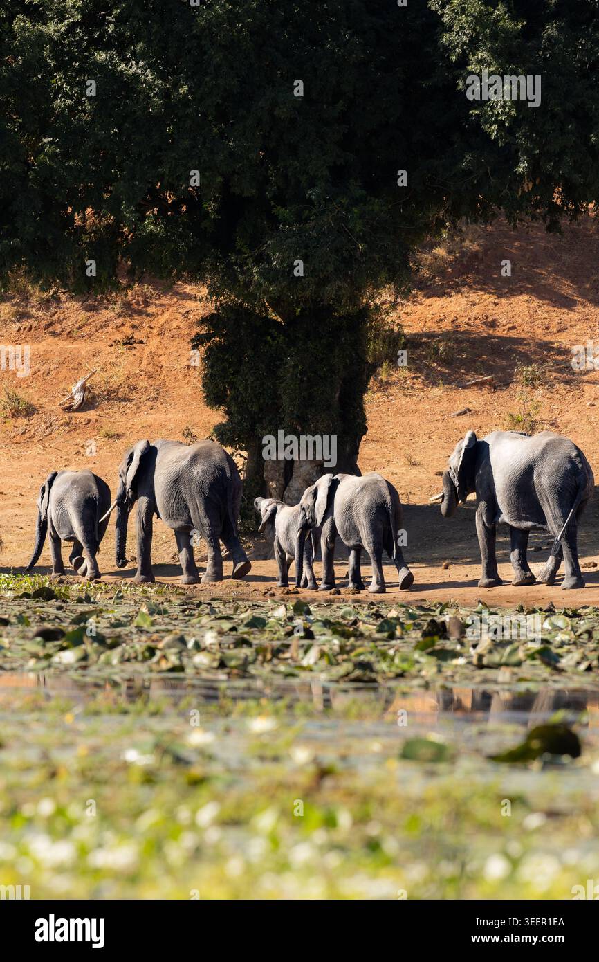 Branco di elefanti africani al margine del Lily Covered Pan Foto Stock