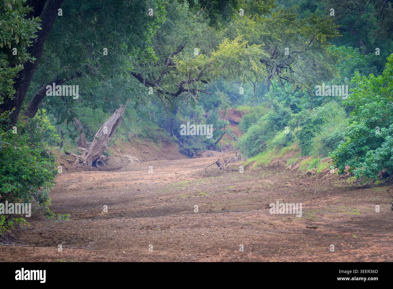 Vista sul letto di sabbia secca del fiume, il parco nazionale Kruger, Limpopo, Sudafrica. Foto Stock