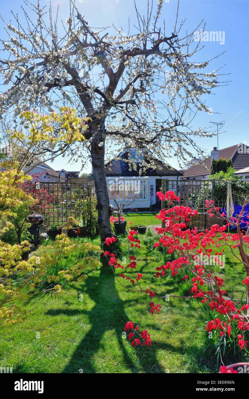 Un colorato giardino di periferia in una soleggiata giornata primaverile, Shepperton, Surrey, Inghilterra, Regno Unito Foto Stock