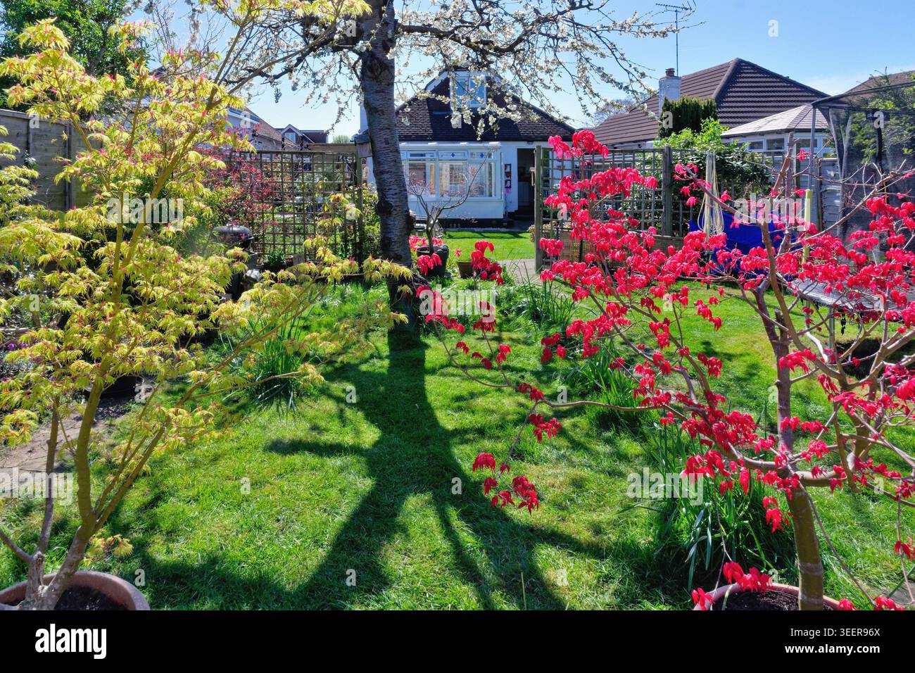 Un colorato giardino di periferia in una soleggiata giornata primaverile, Shepperton, Surrey, Inghilterra, Regno Unito Foto Stock