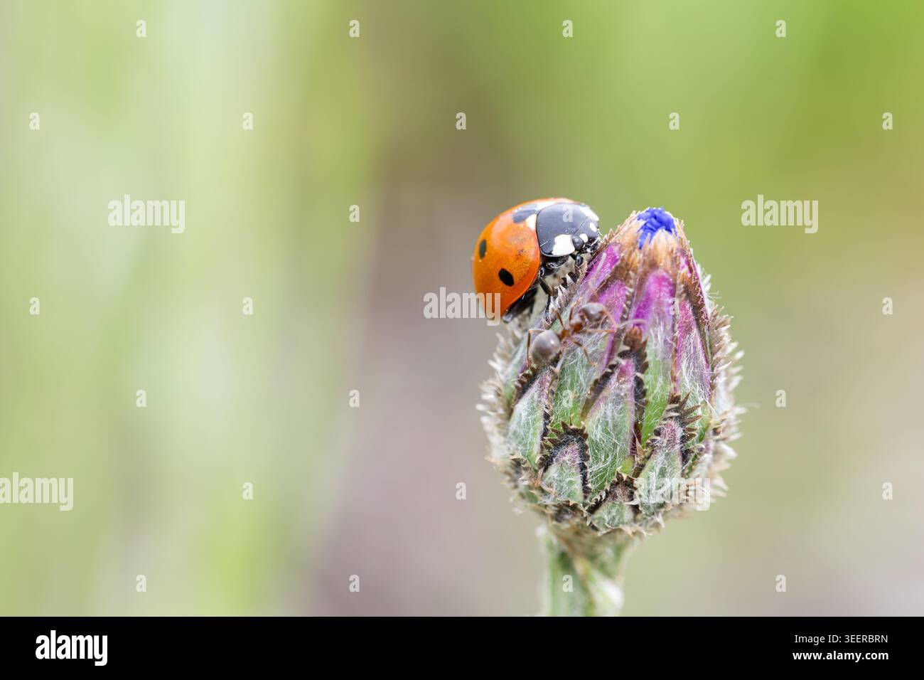 Sette esemplari di coccinella e formica su boccioli di fiori su sfondo verde tenue Foto Stock