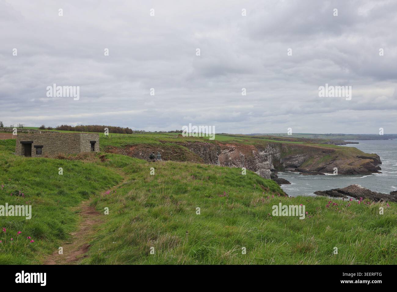 Fowlsheugh Nature Reserve Aberdeenshire Scozia maggio 2026 Foto Stock