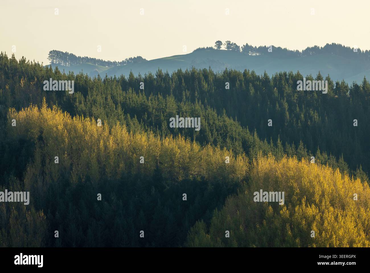 Una foresta con strati di alberi con fogliame autunnale e pini sempreverdi Foto Stock