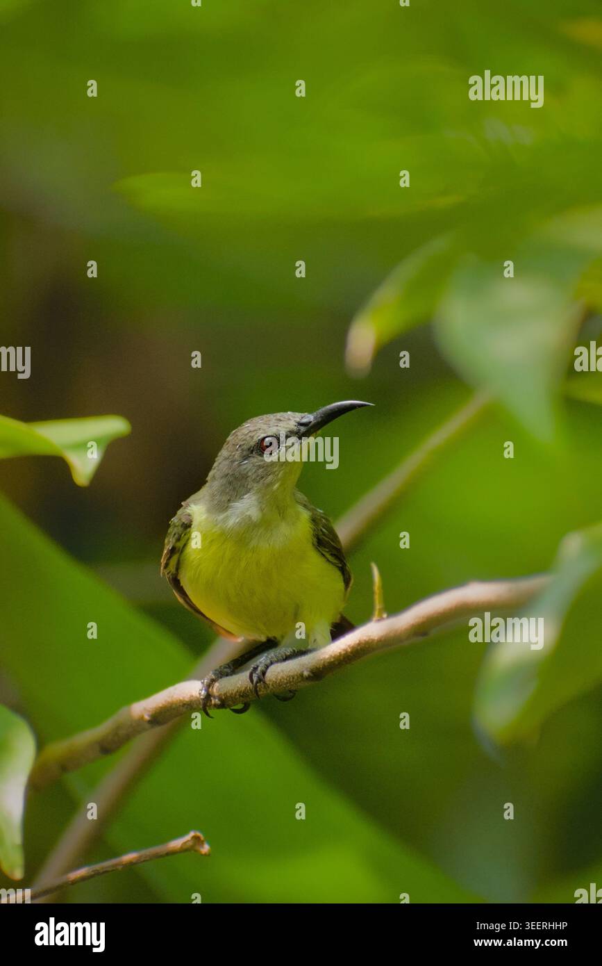 Primo piano di una femmina di Sunbird (Leptocoma zeylonica) arroccata su un ramo sottile. Foto Stock