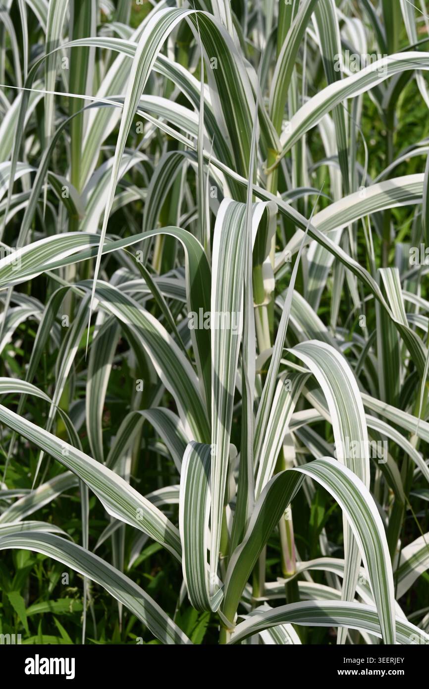Foglie variegate di Arundo donax versicolor, Giant Cane, Elephant Grass, Carrizo, Arundo, Spanish cane, Colorado River Reed, Wild cane o Giant Reed Foto Stock