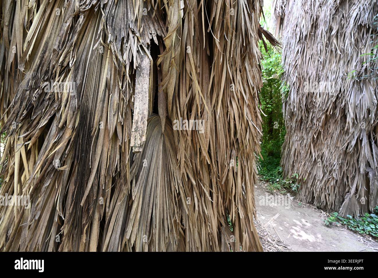 Stemmi, camici a tronco o rivestimento di foglie di palma morte e secca di palme di Caranday, Trithrinax campestris, nativo delle savane dell'Uruguay e dell'Argentina Foto Stock
