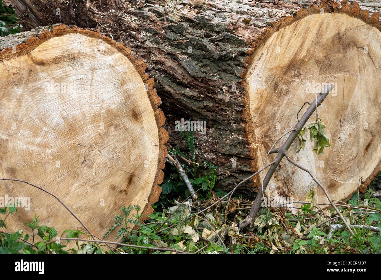 Due grandi tronchi di alberi tagliati si trovano sul terreno, mostrando anelli di crescita chiari, consistenza della corteccia e rami e foglie circostanti, evocando la silvicoltura. Foto Stock