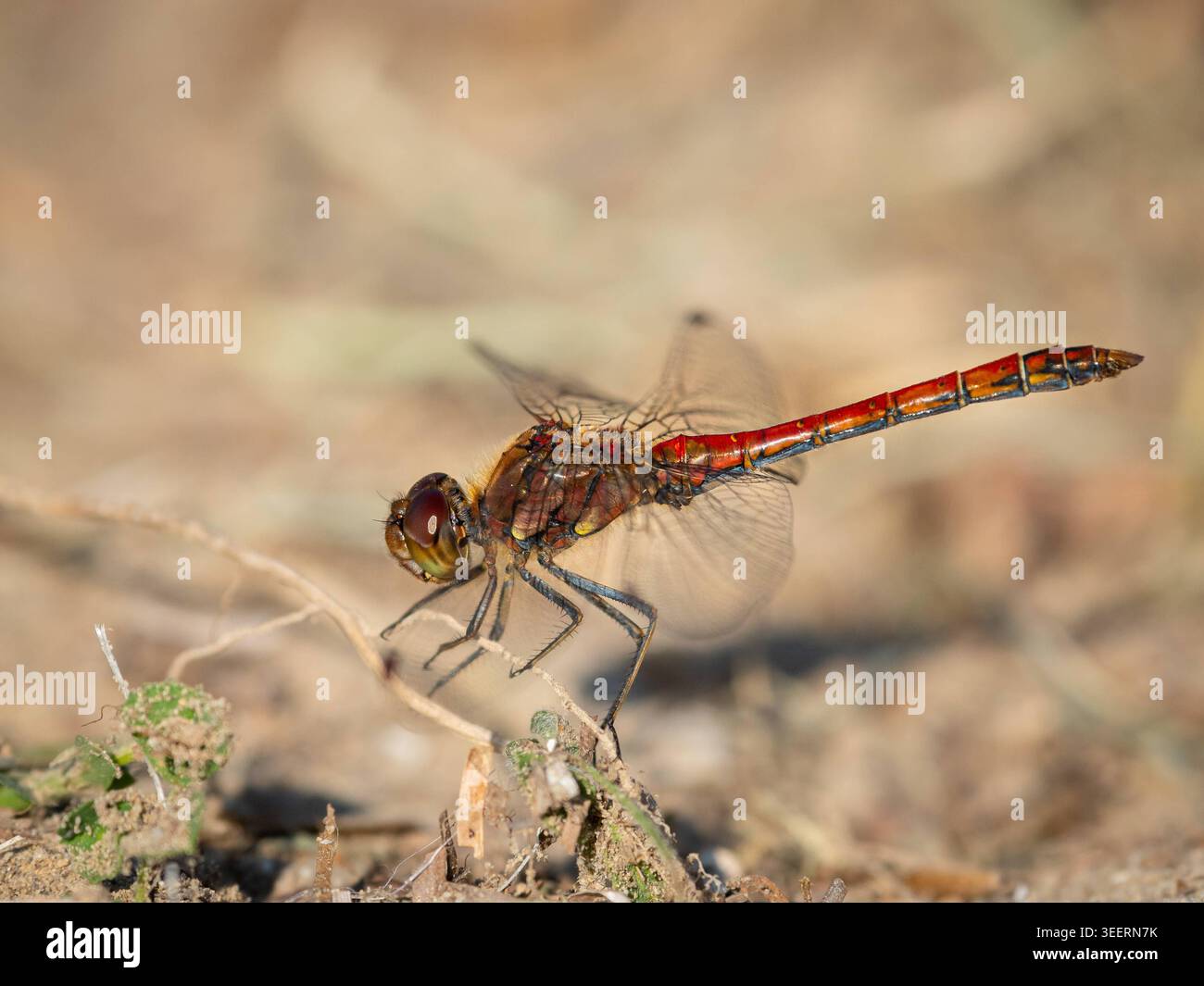 Red common darter dragonfly Sympetrum striolatum arroccato su un ramoscello secco Un maschio rosso vivo darter dragonfly Sympetrum striolatum si trova su un asciutto Foto Stock
